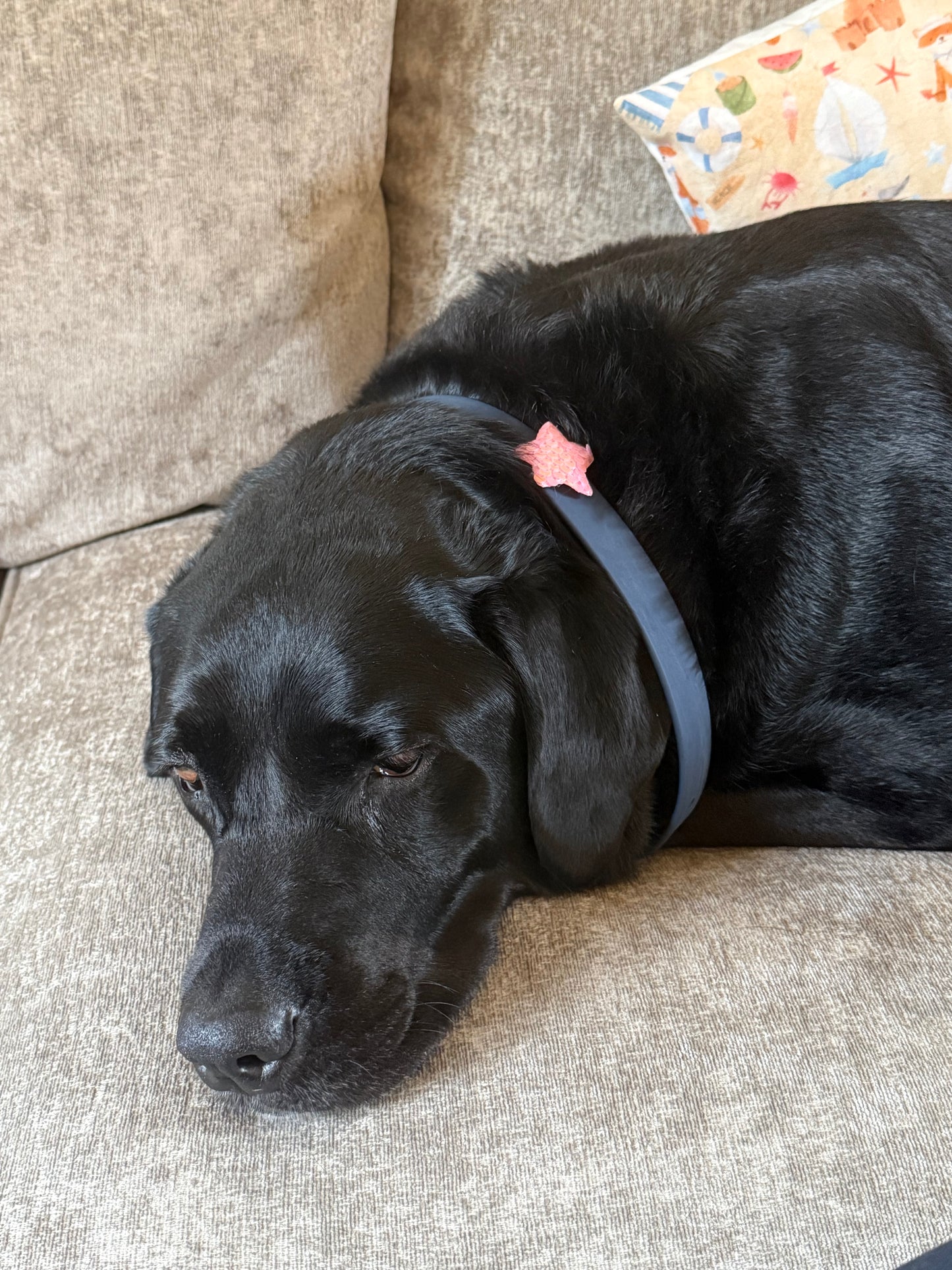 Sequin Star collar charm