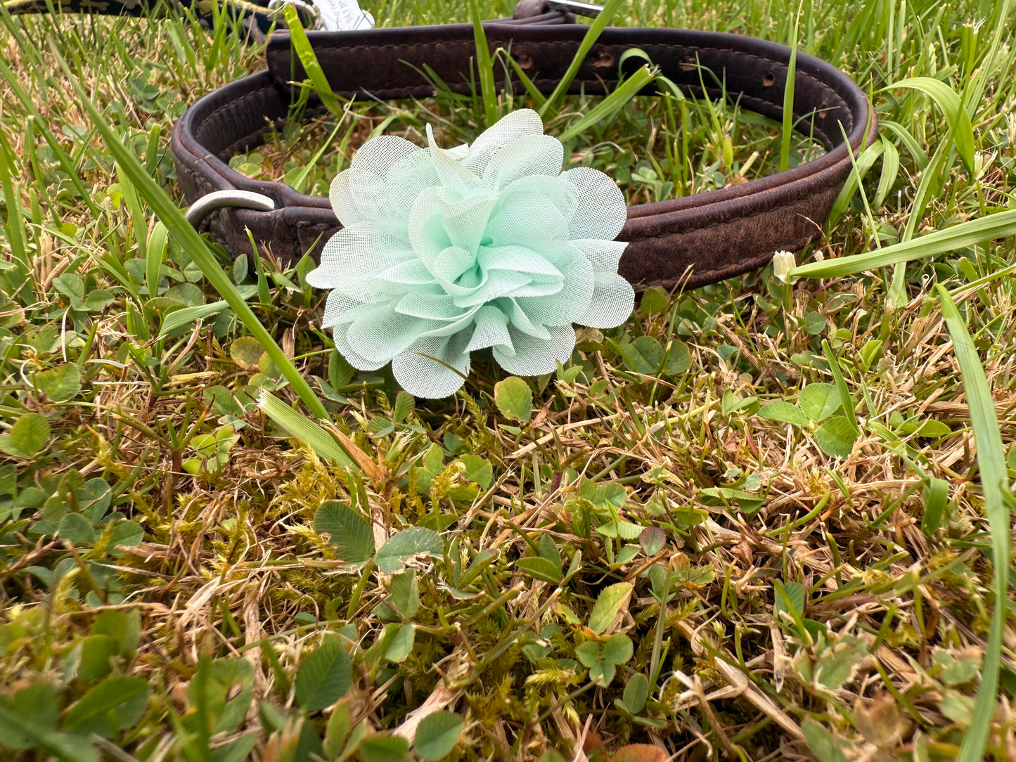 Small Dog Collar Flower – Chiffon Layered Floral Accessory for Small Dogs | Removable Pet Collar Flower | Feminine Dog Bow