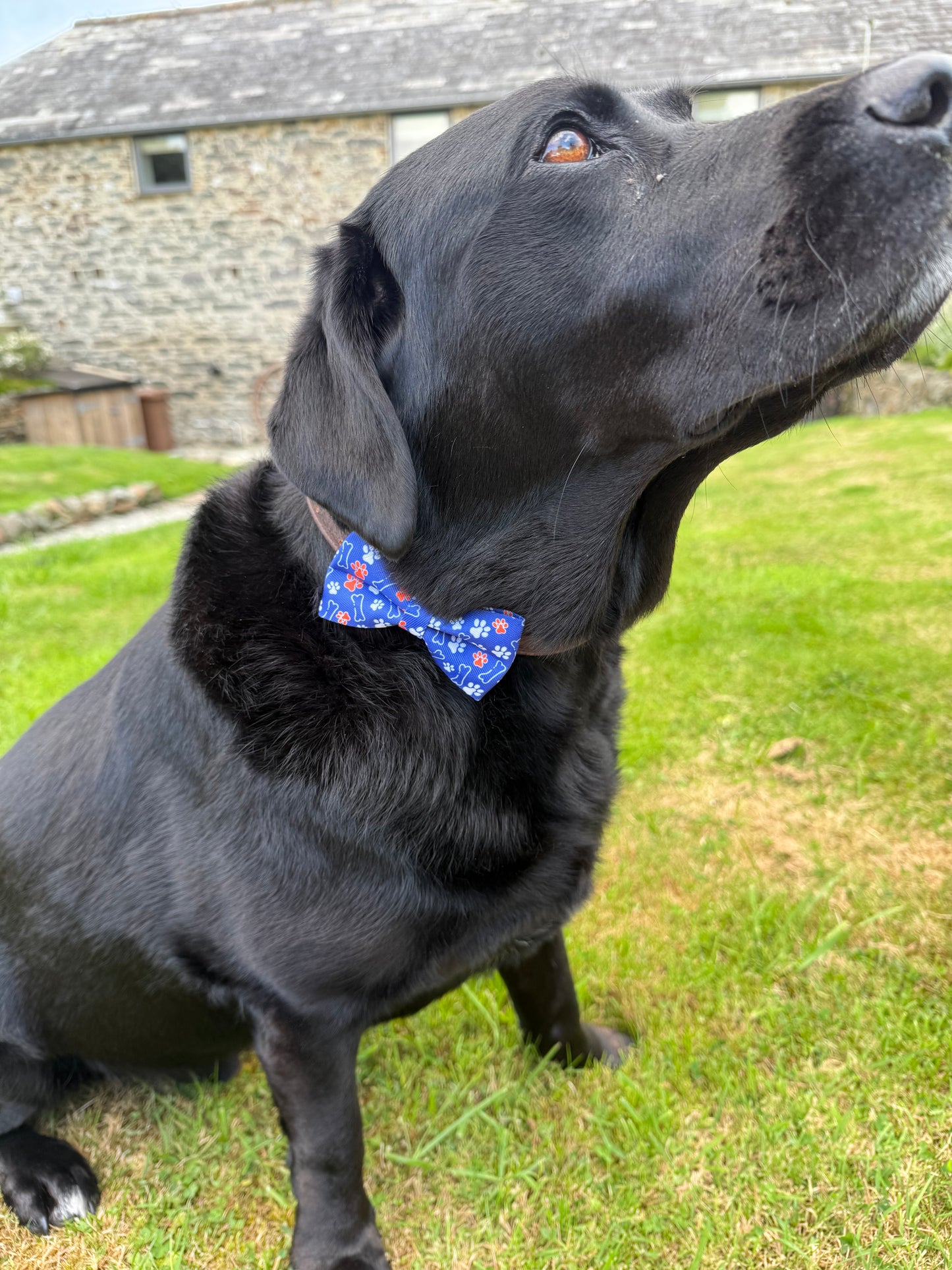 Black dog wearing a blue bow tie on a grassy background