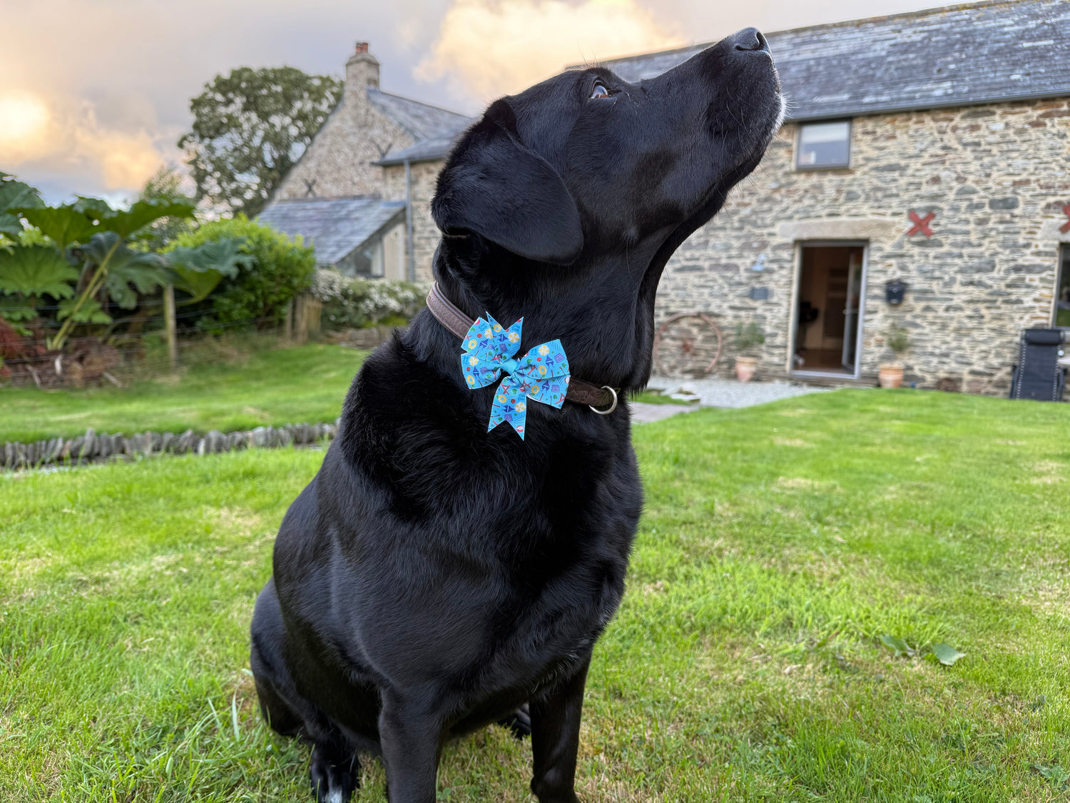 The Bark Side: Bows & Bandanas for the Stylish Pup