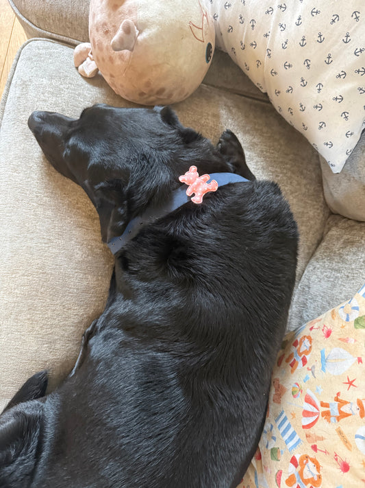 Teddy Bear collar charm