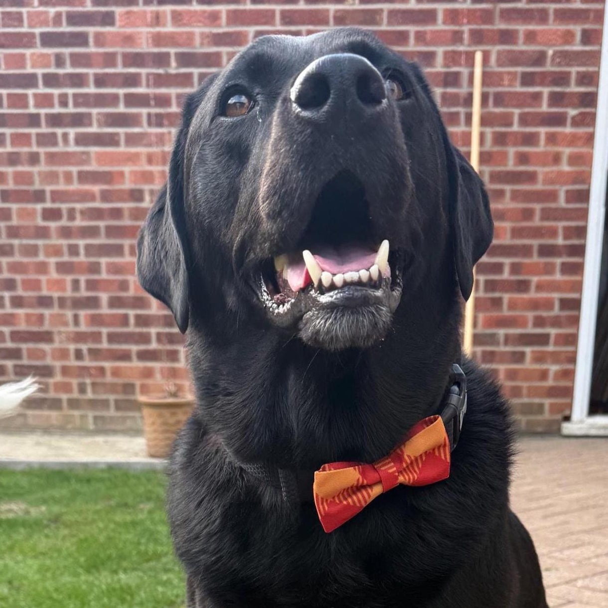 Black dog wearing a orange bow tie sitting on a patio