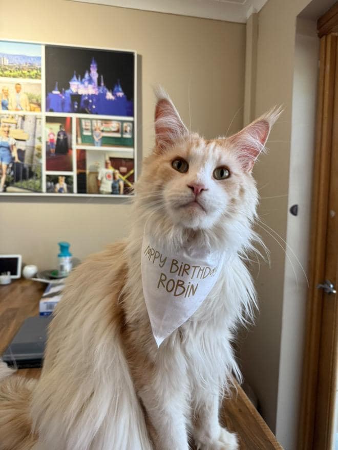 Personalised Birthday Bandana for Pets – Custom Dog or Cat Birthday Bandana | Pet Party Accessory | Add Name & Age