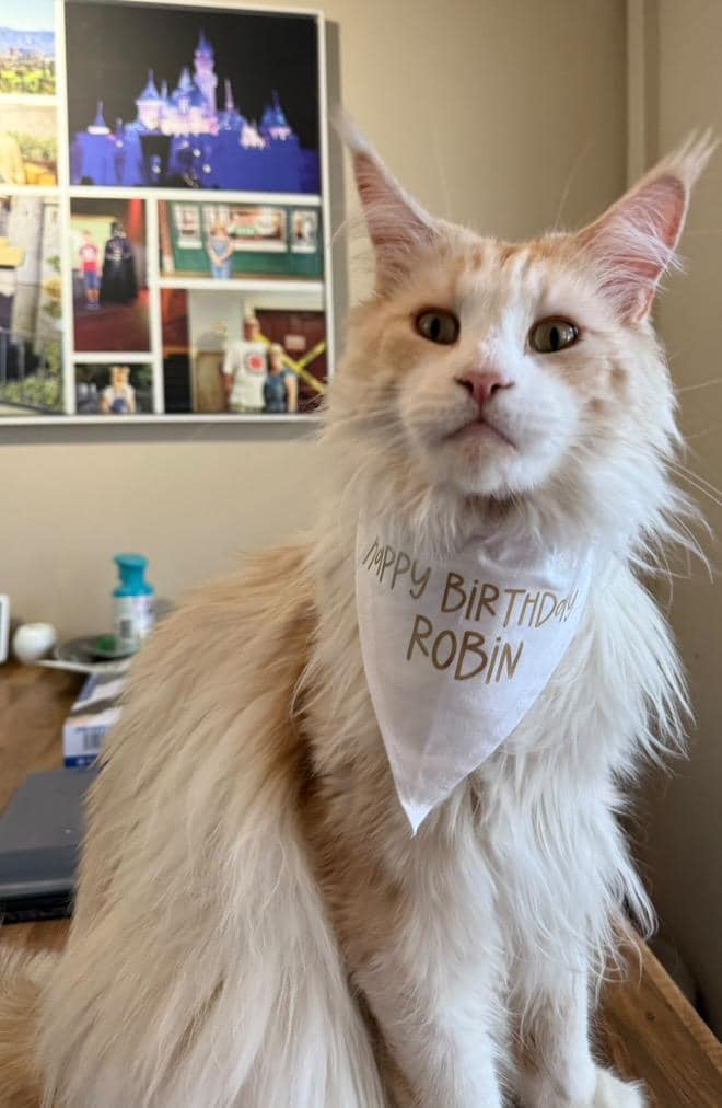 Personalised Birthday Bandana for Pets – Custom Dog or Cat Birthday Bandana | Pet Party Accessory | Add Name & Age