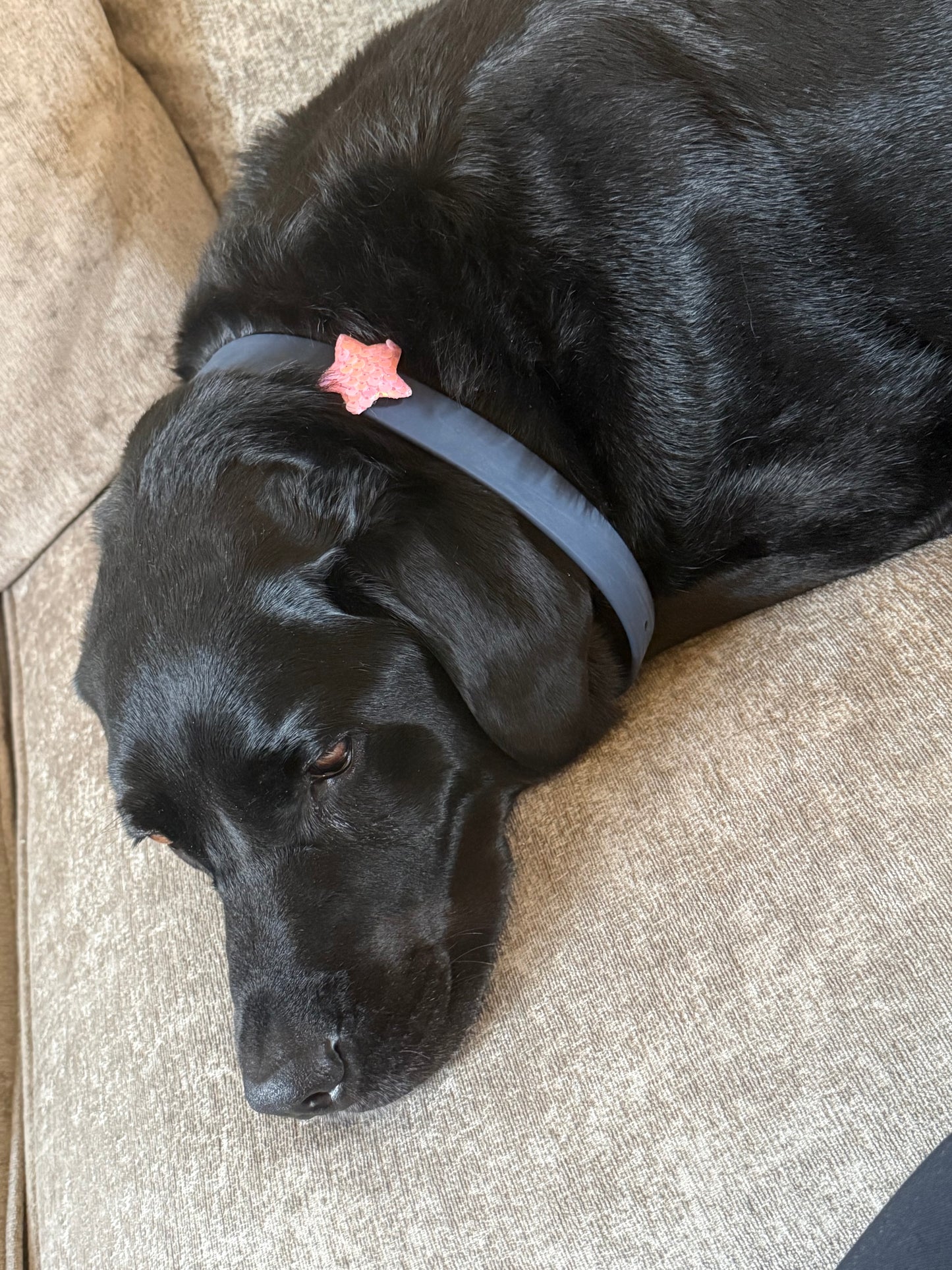 Sequin Star collar charm