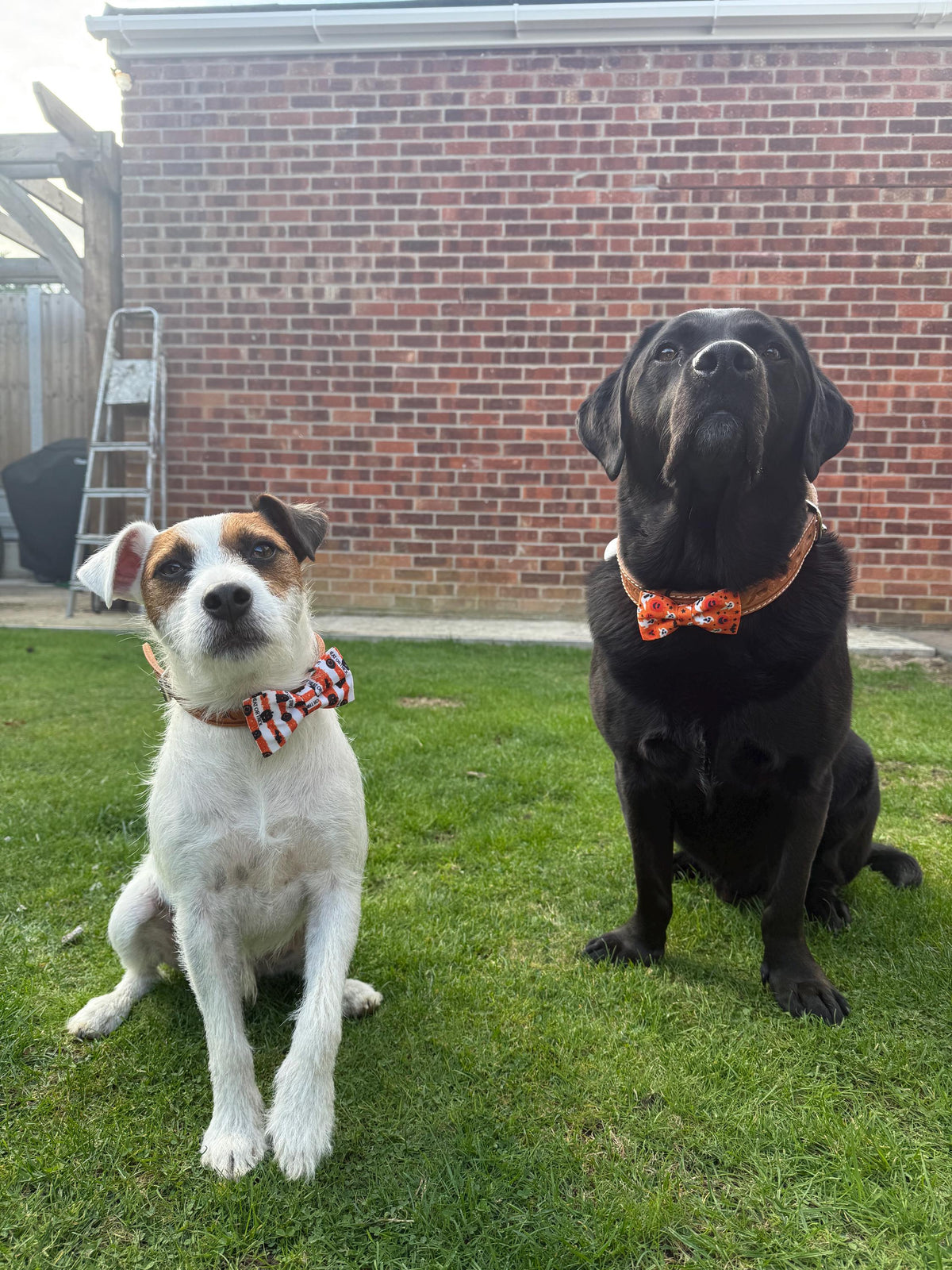 Halloween Dog Collar Bow Tie