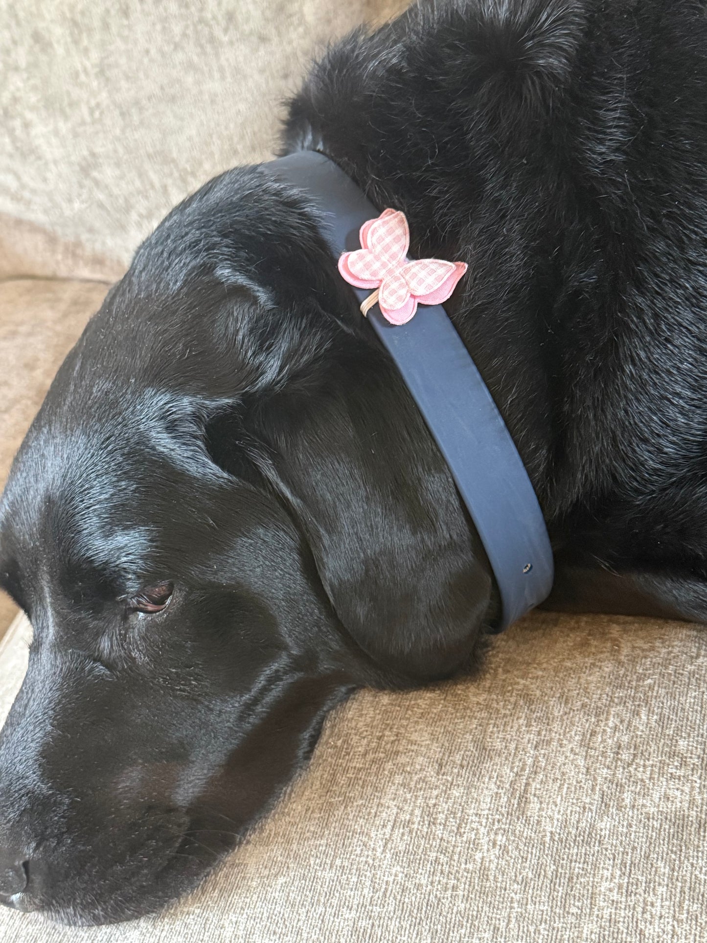 Butterfly collar charm