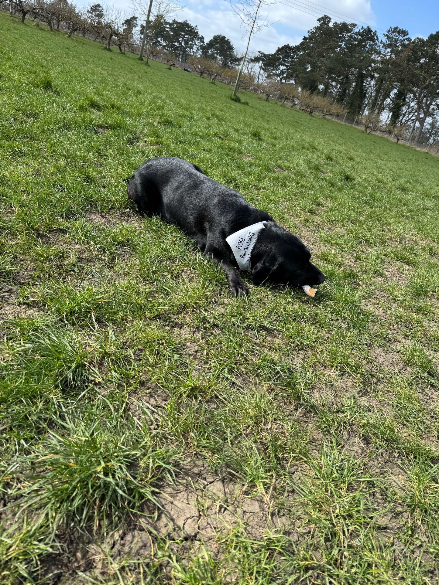Personalized Pet Birthday Bandana: Custom Dog or Cat Party Accessory