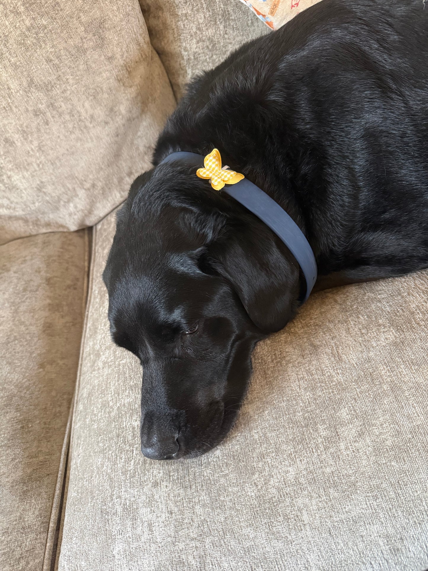 Butterfly collar charm