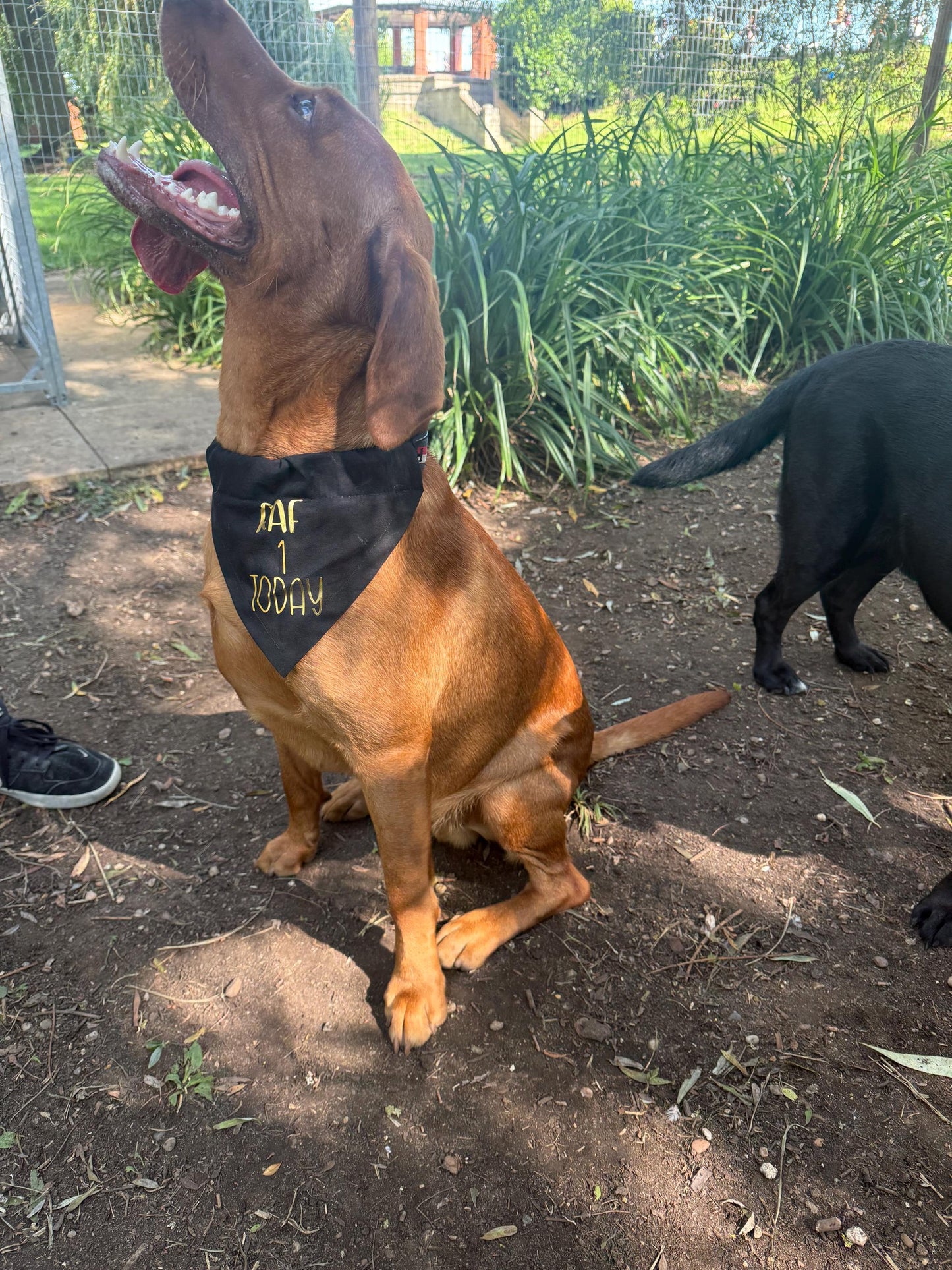 Personalized Pet Birthday Bandana: Custom Dog or Cat Party Accessory