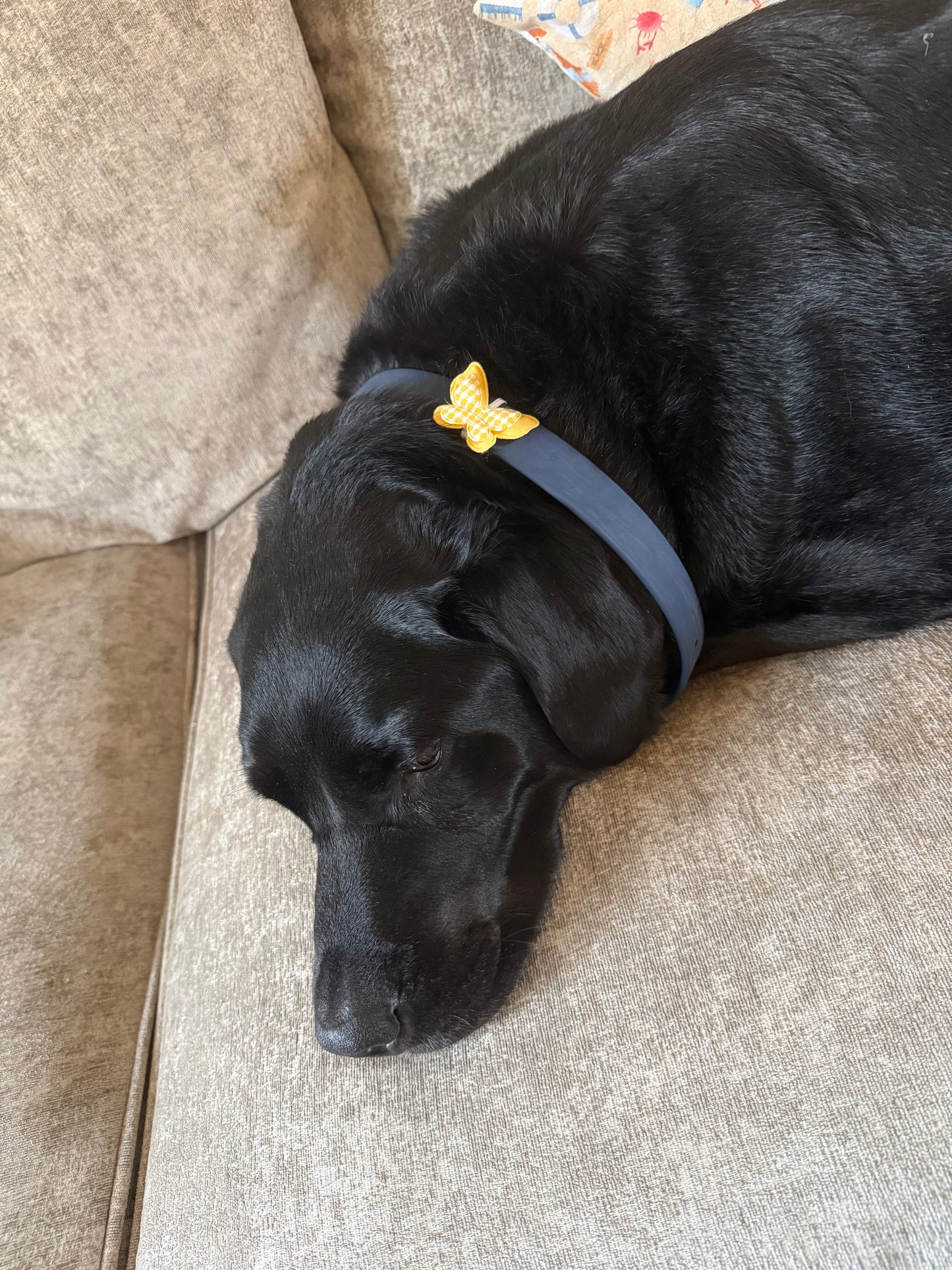 Butterfly collar charm