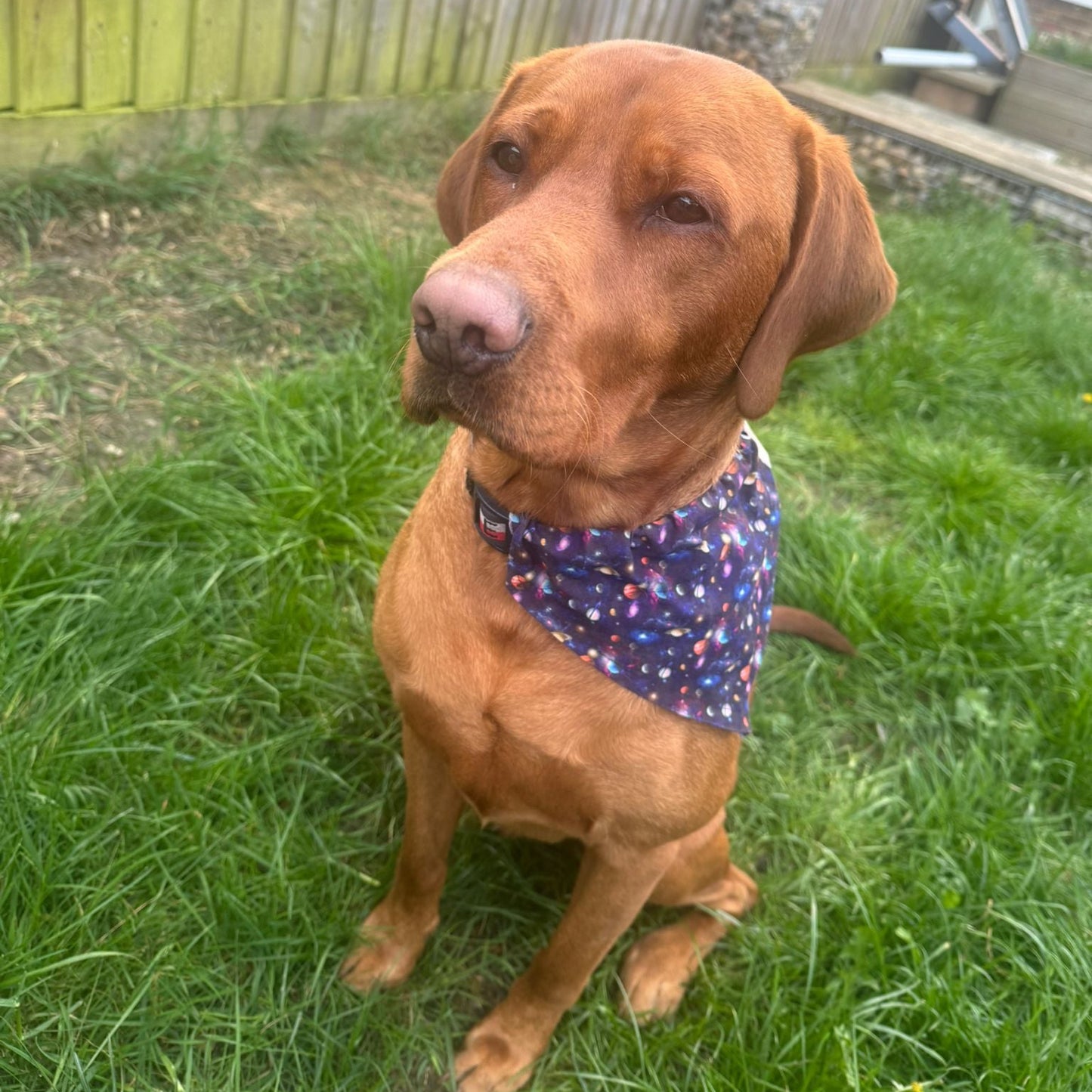 Space themed Planet Dog bandana