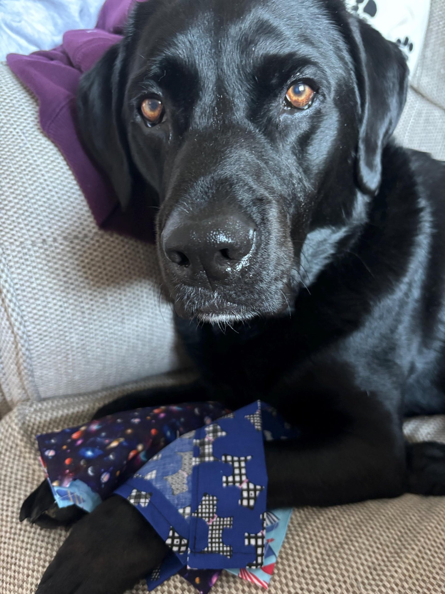 Pet Bandana ‘The Doggo’ collection - personalisation available