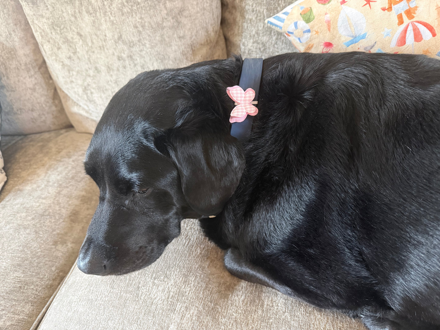 Butterfly collar charm