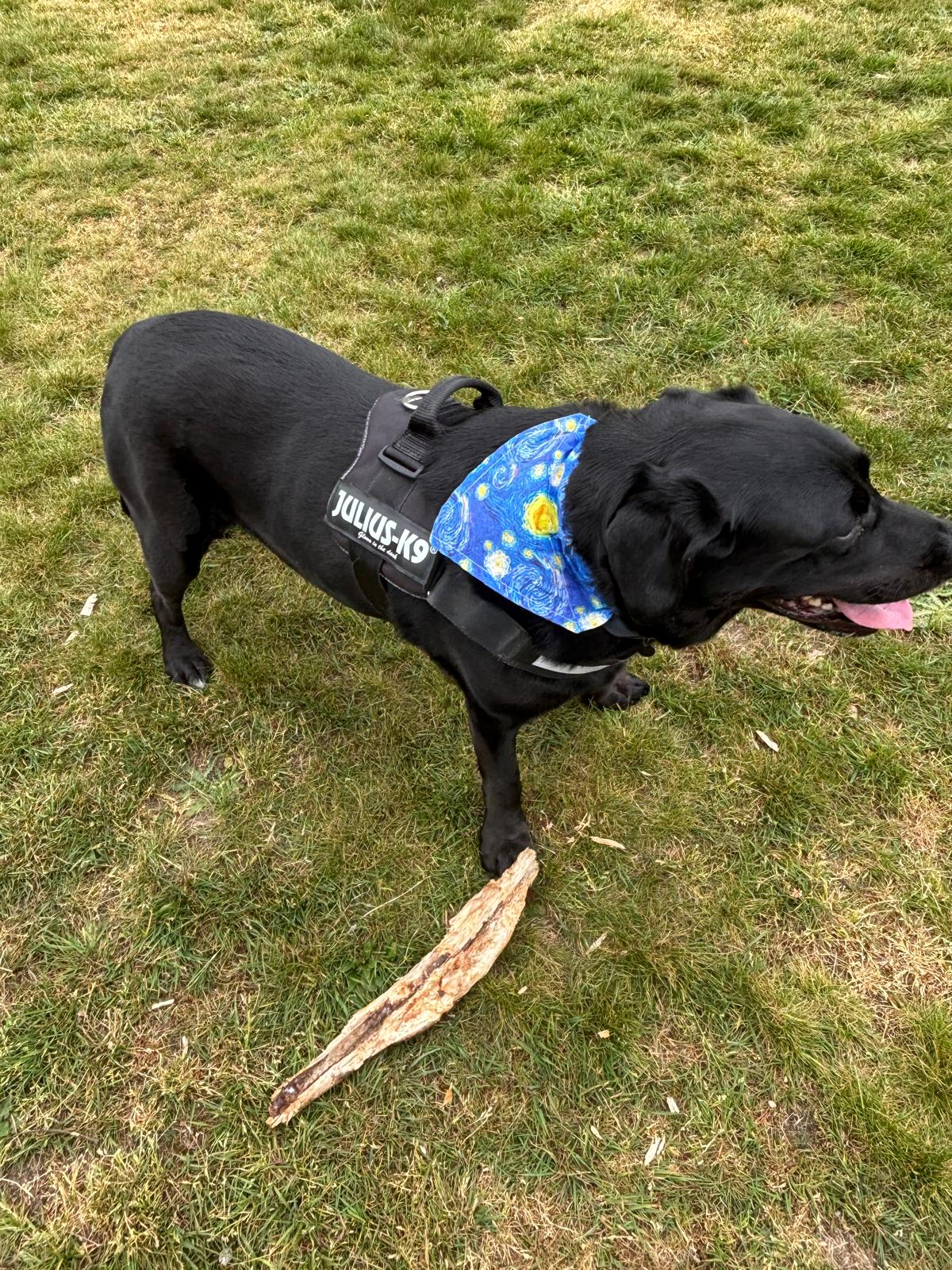Starry Night Inspired Dog Bandana