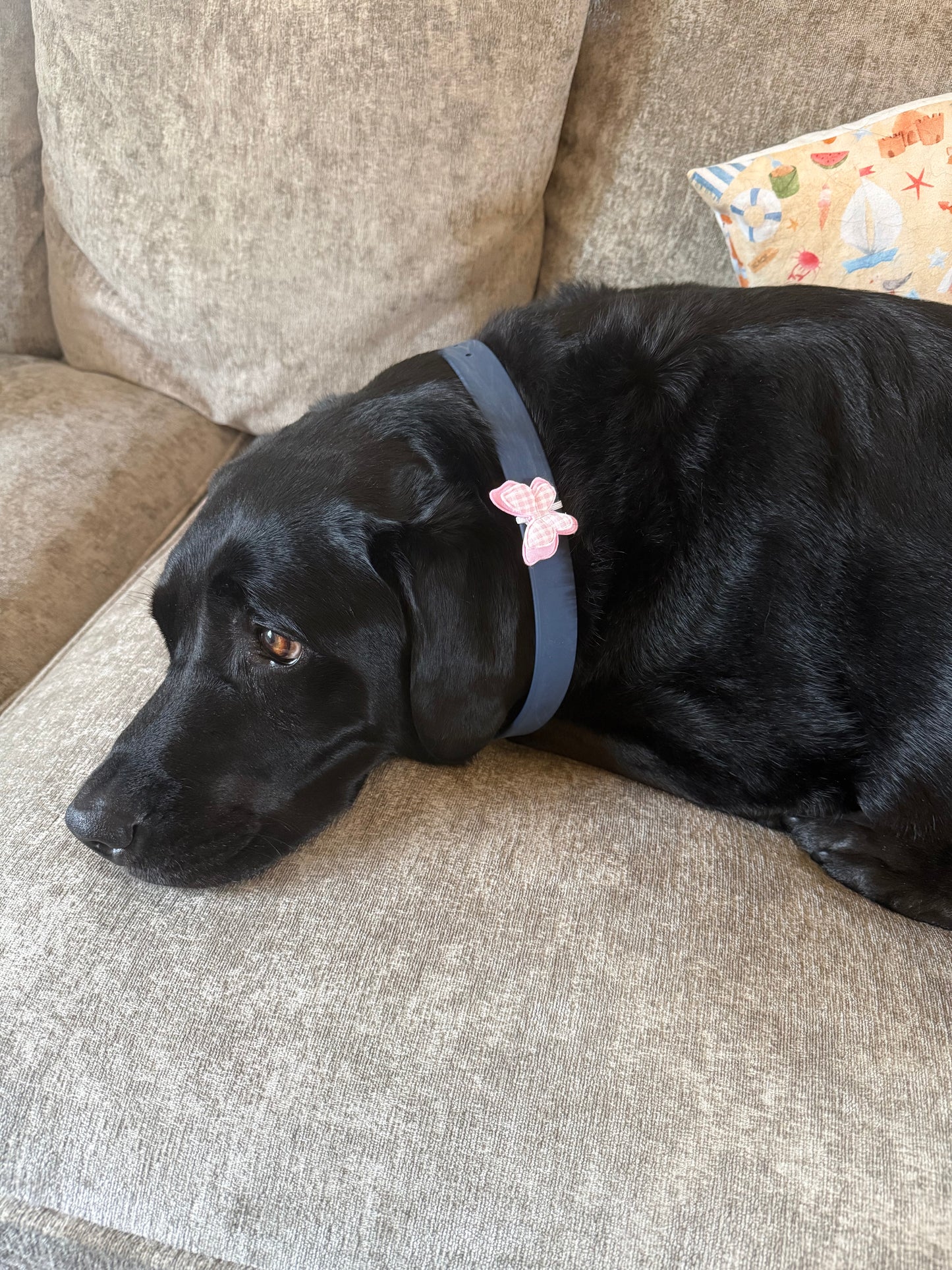 Butterfly collar charm