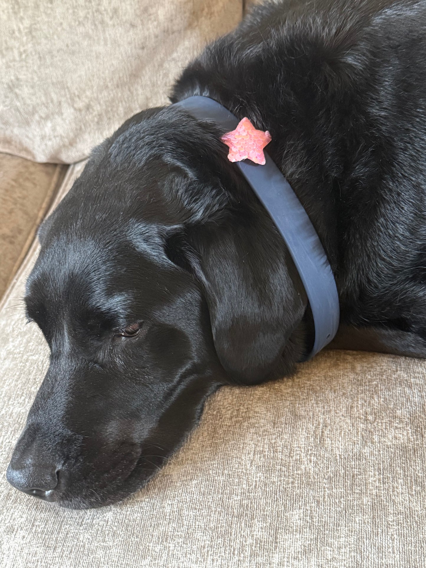 Sequin Star collar charm