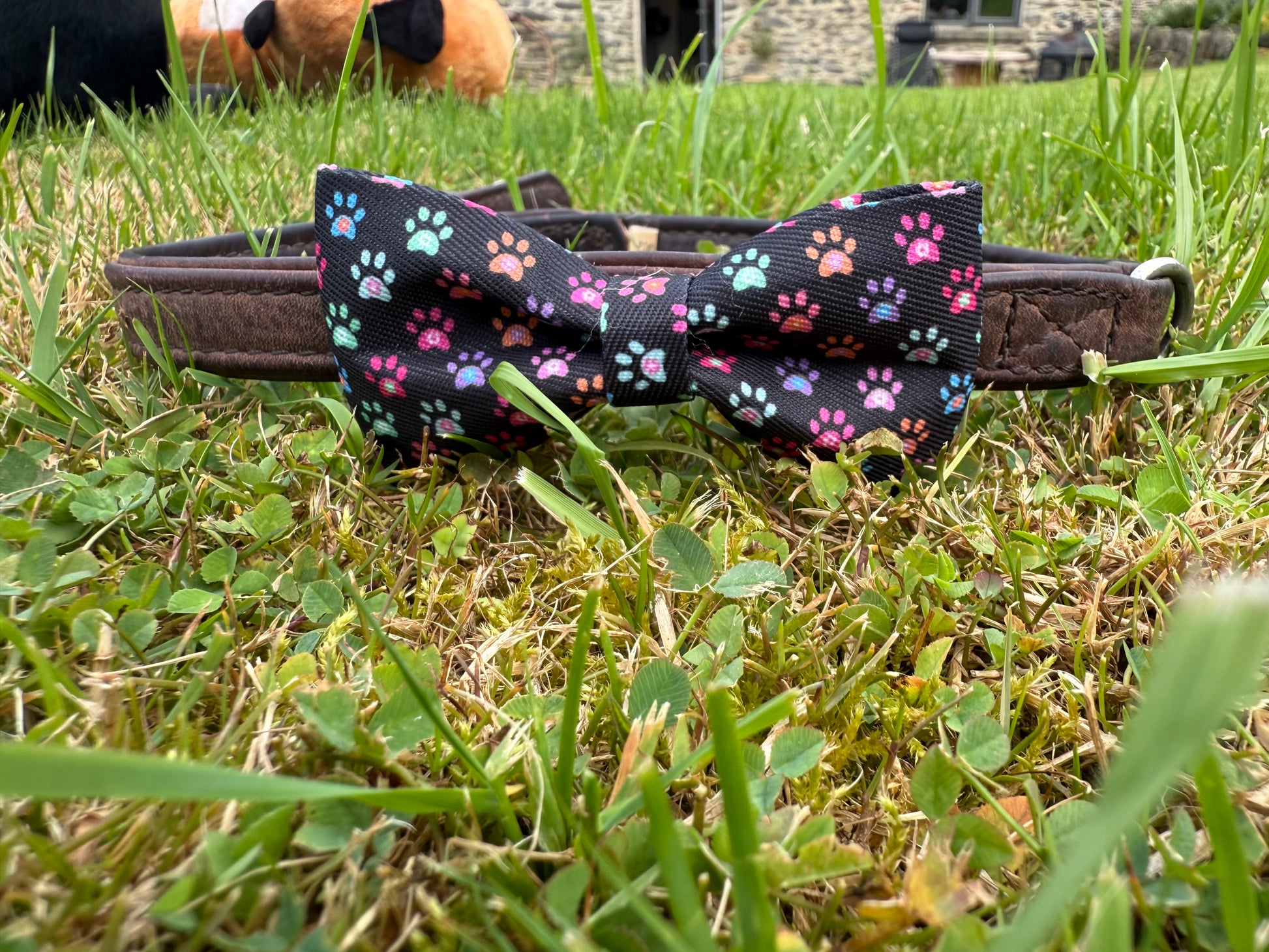 Dog collar with a pattern of small colorful designs on grass