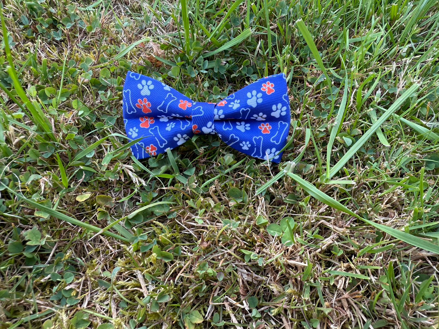 Blue bow tie with paw prints on grass