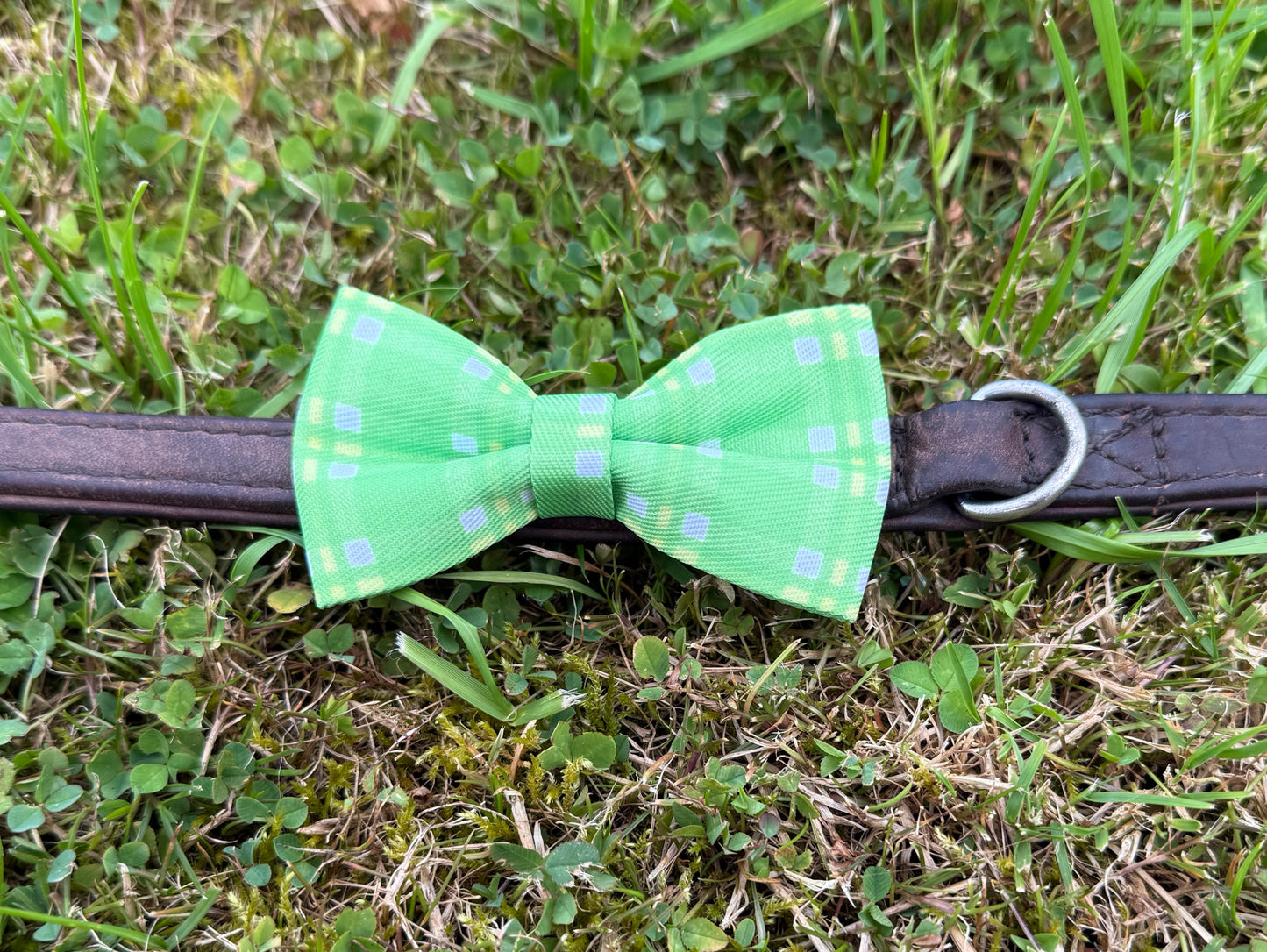 Green bow tie on a collar lying on grass