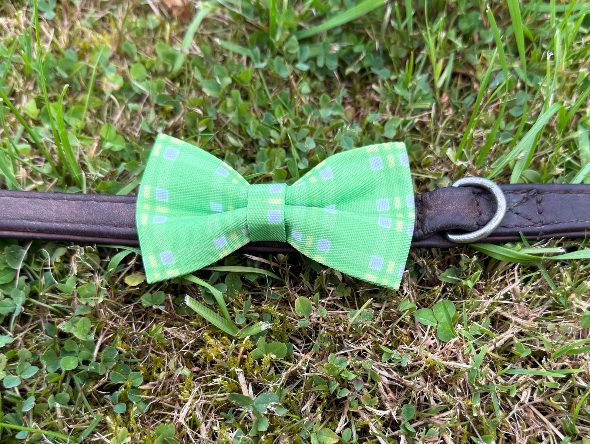 Green bow tie on a collar lying on grass
