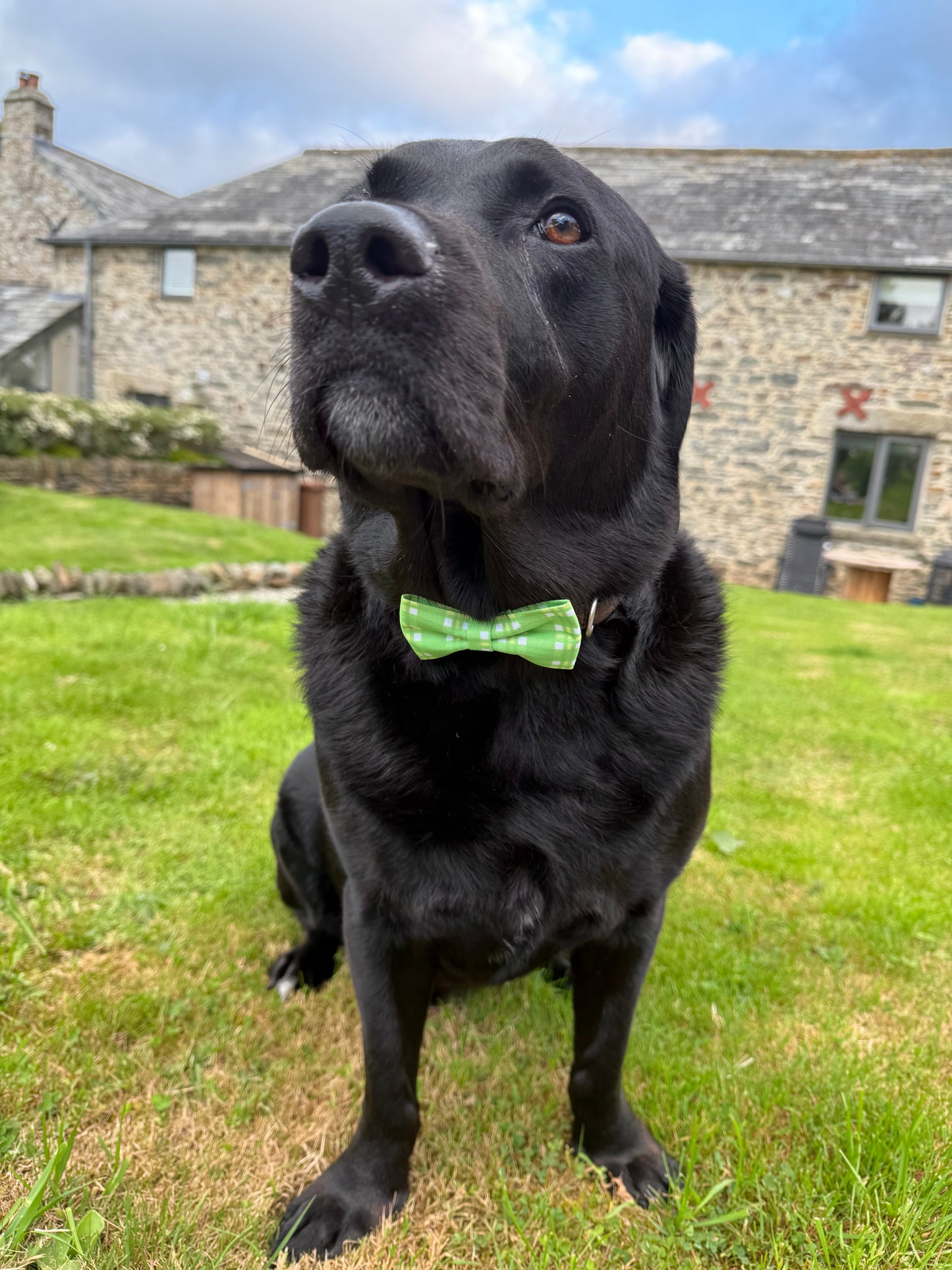 Dog Collar Bow Tie - The Classic collection