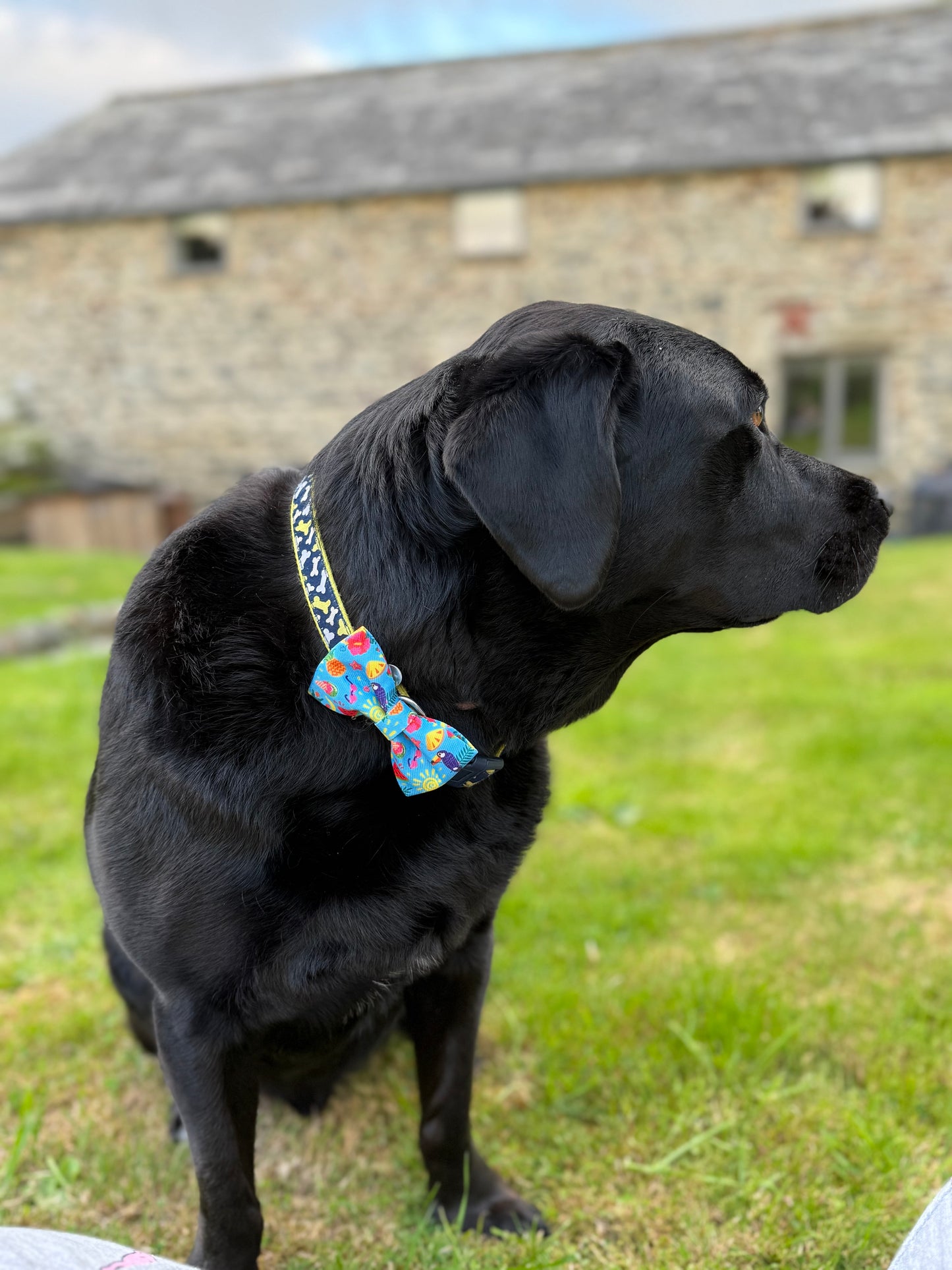 Dog Collar Bow Tie - The Summer collection