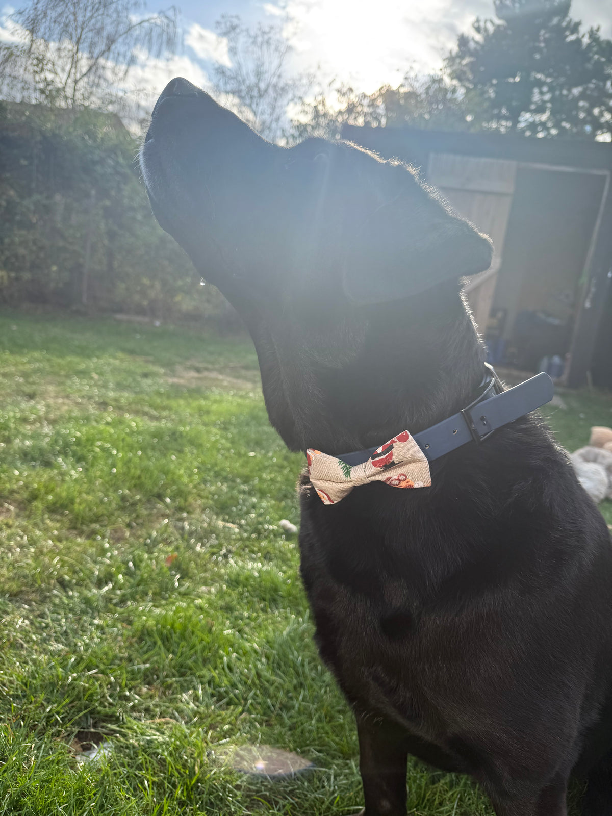 Sparkly Christmas Dog Bow Tie | Festive Dog Collar Bow | Christmas Dog Accessory | Slip On Dog Bow Tie | Handmade Pet Gift | One Size