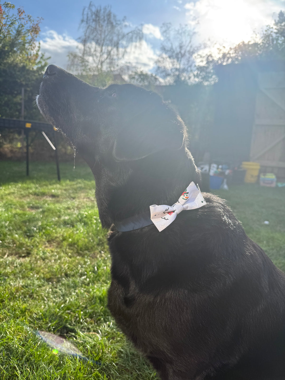 Christmas Dog Bow Tie | Sparkly Festive Dog Collar Bow | Snowman, Reindeer & Christmas Tree Designs | Slip On Dog Bow Tie | One Size