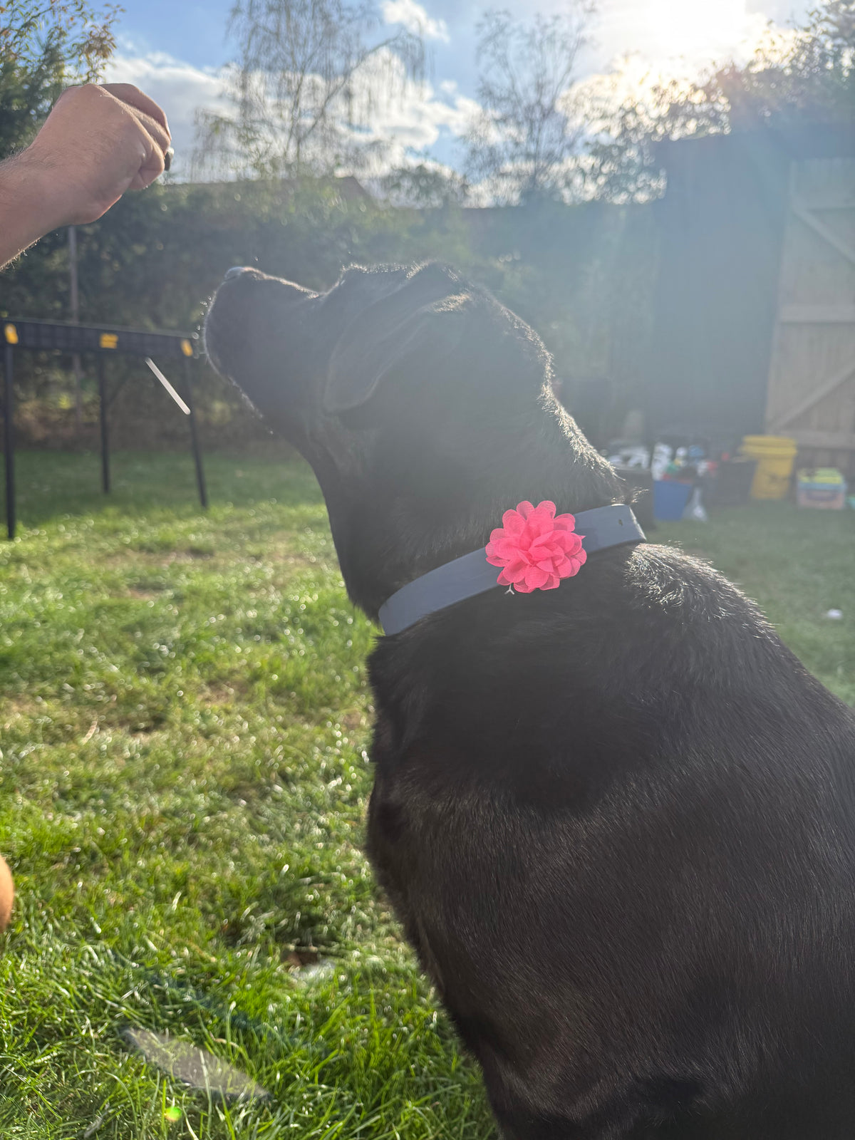 Removable Dog Collar Flower: Handmade Floral Pet Accessory