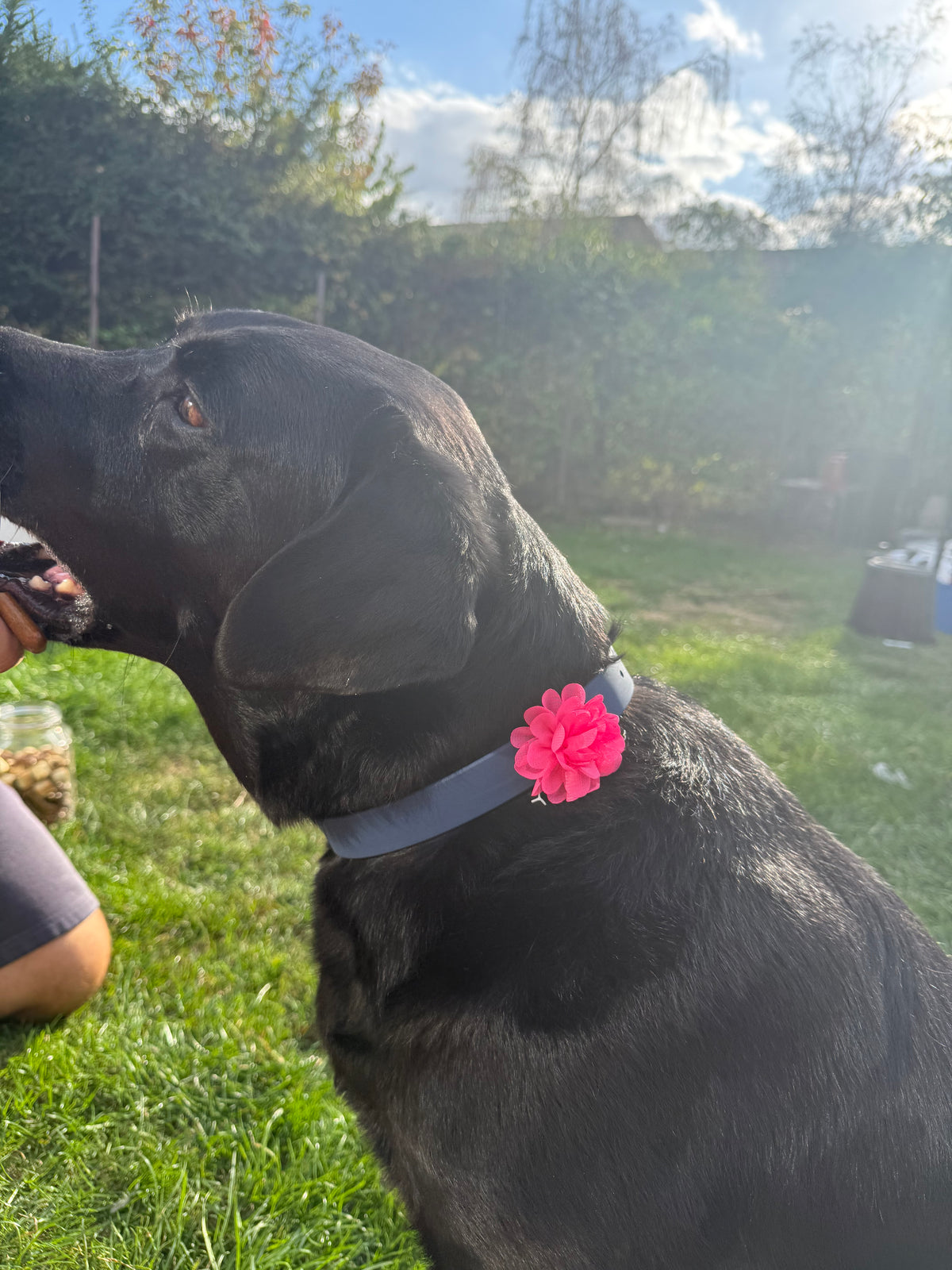 Removable Dog Collar Flower: Handmade Floral Pet Accessory