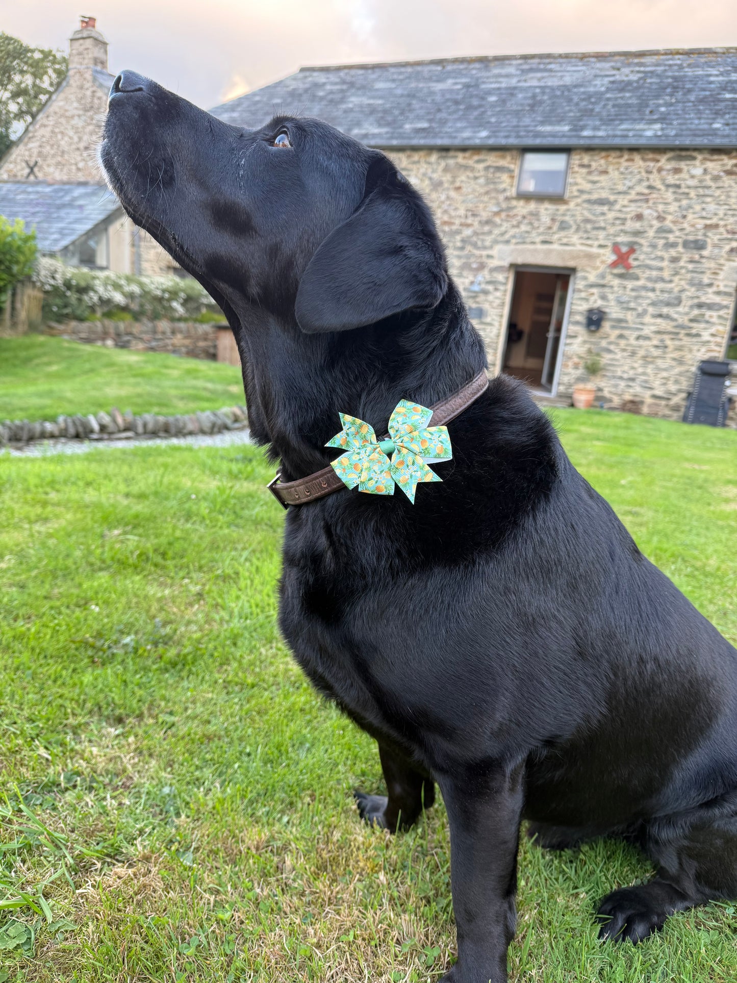 Black dog lying on grass wearing a decorative collar