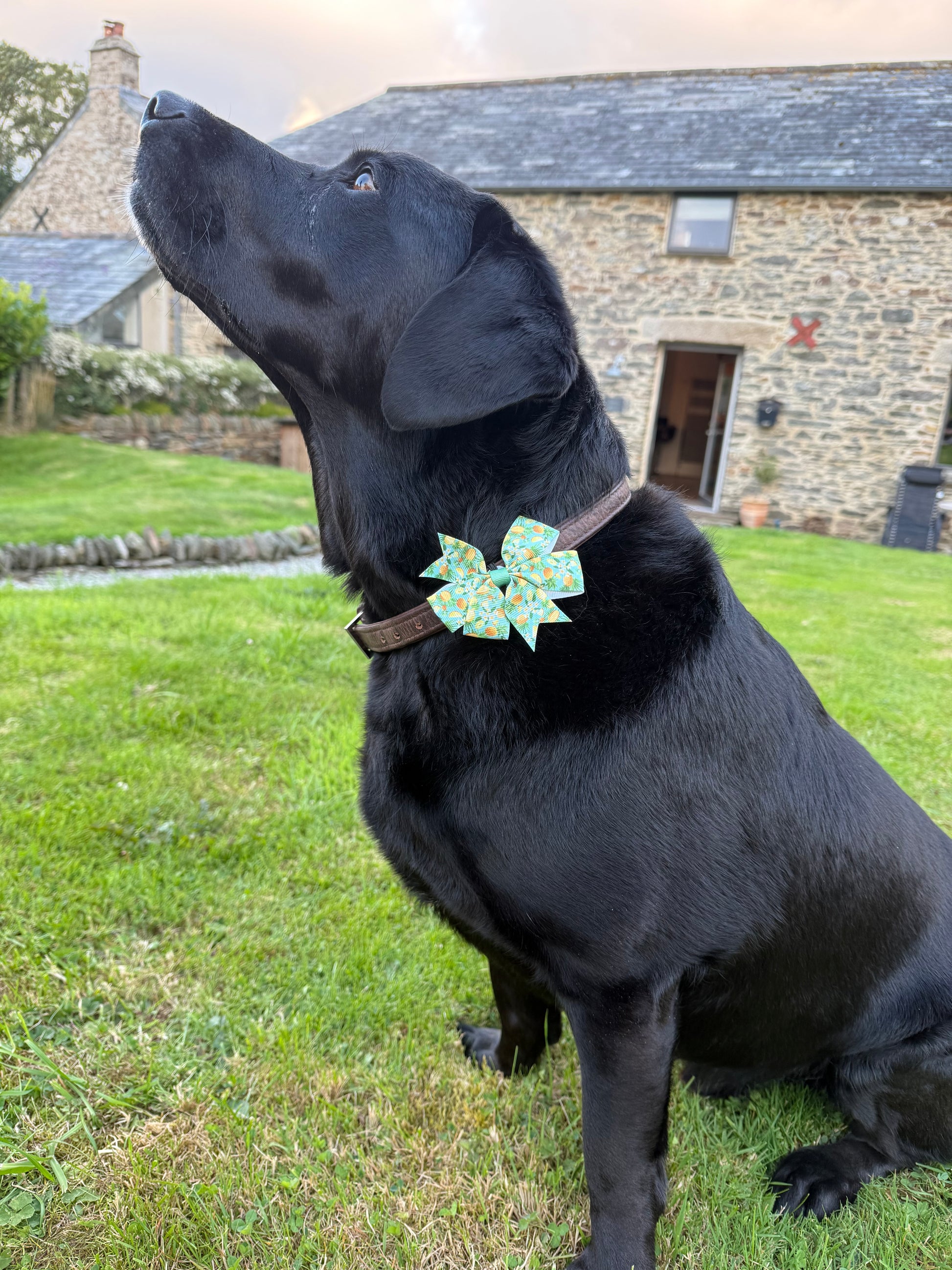 Black dog lying on grass wearing a decorative collar