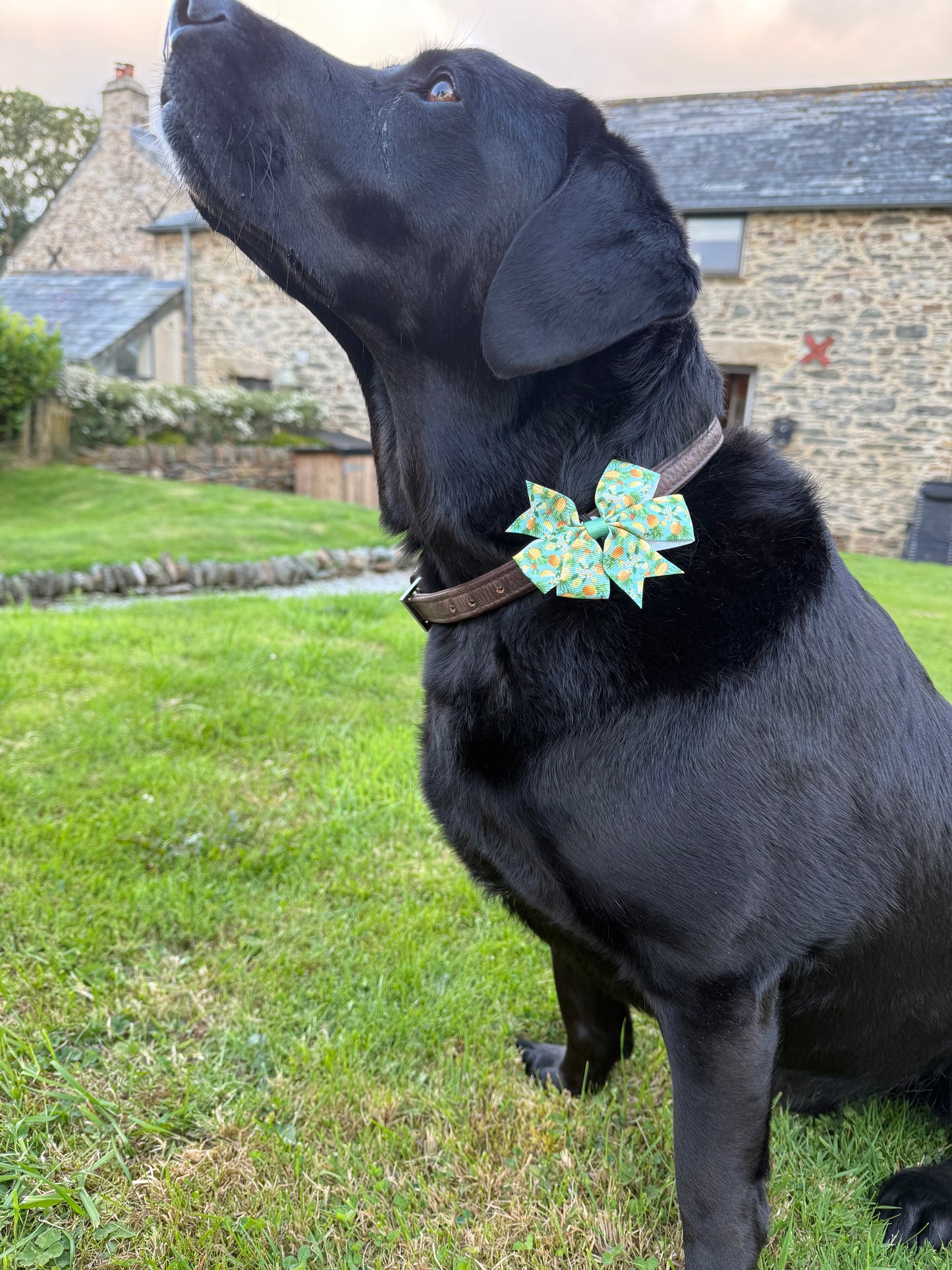 Summer Garden Pup Flower