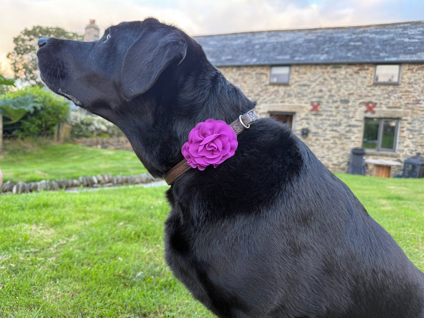 Medium/Large Dog Collar Flower – Layered Chiffon Floral Accessory for Medium & Large Dogs | Removable Feminine Pet Collar Flower