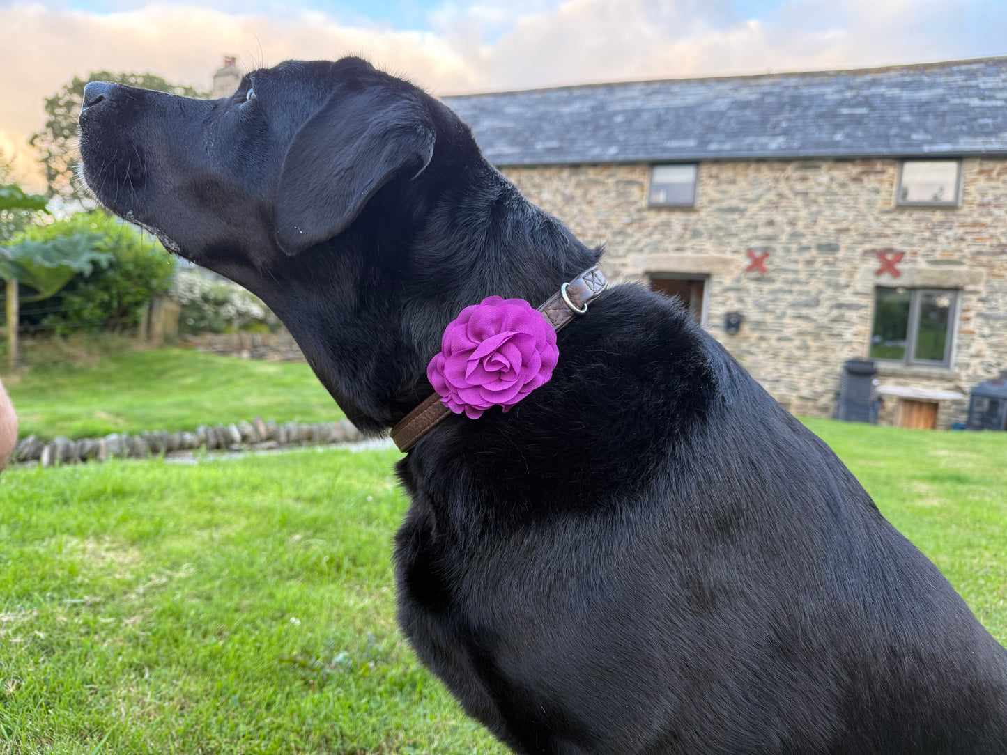 Medium/Large Dog Collar Flower – Layered Chiffon Floral Accessory for Medium & Large Dogs | Removable Feminine Pet Collar Flower