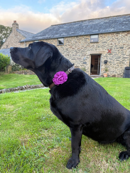 Medium/Large Dog Collar Flower – Layered Chiffon Floral Accessory for Medium & Large Dogs | Removable Feminine Pet Collar Flower