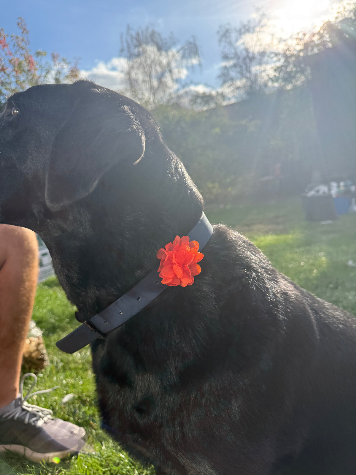 Removable Dog Collar Flower: Handmade Floral Pet Accessory