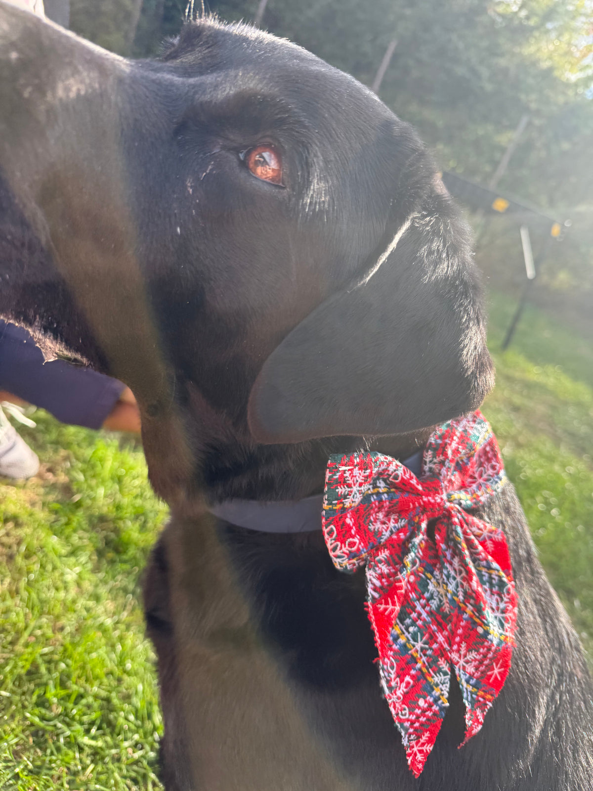 Large Christmas Dog Bow Tie | Festive Collar & Harness Bow | Christmas Dog Accessory | 5 Christmas Designs | Large Dog Bow | Slip On Bow