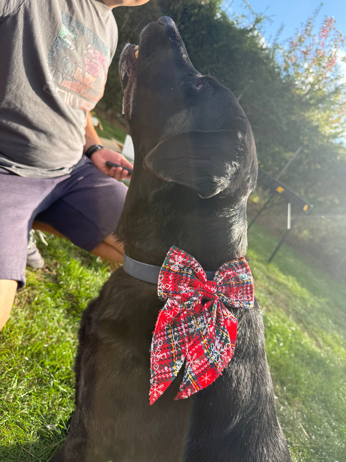 Large Christmas Dog Bow Tie | Festive Collar & Harness Bow | Christmas Dog Accessory | 5 Christmas Designs | Large Dog Bow | Slip On Bow