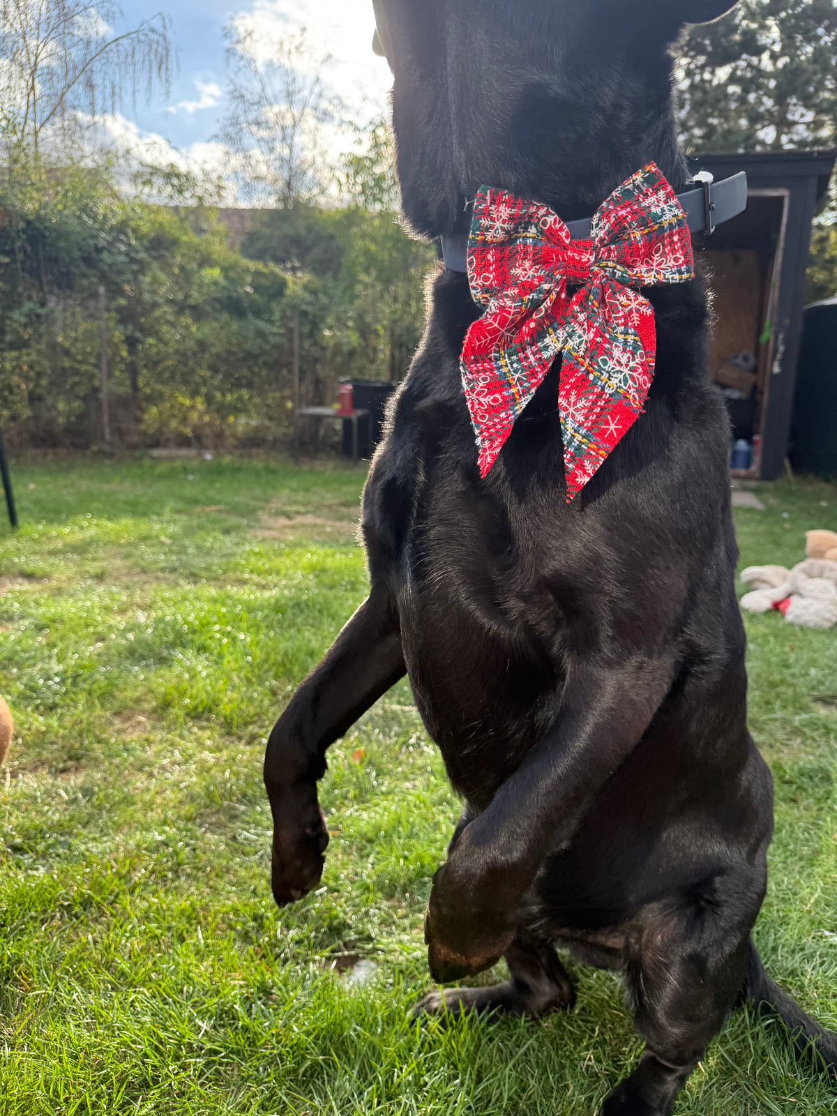Large Christmas Dog Bow Tie | Festive Collar & Harness Bow | Christmas Dog Accessory | 5 Christmas Designs | Large Dog Bow | Slip On Bow