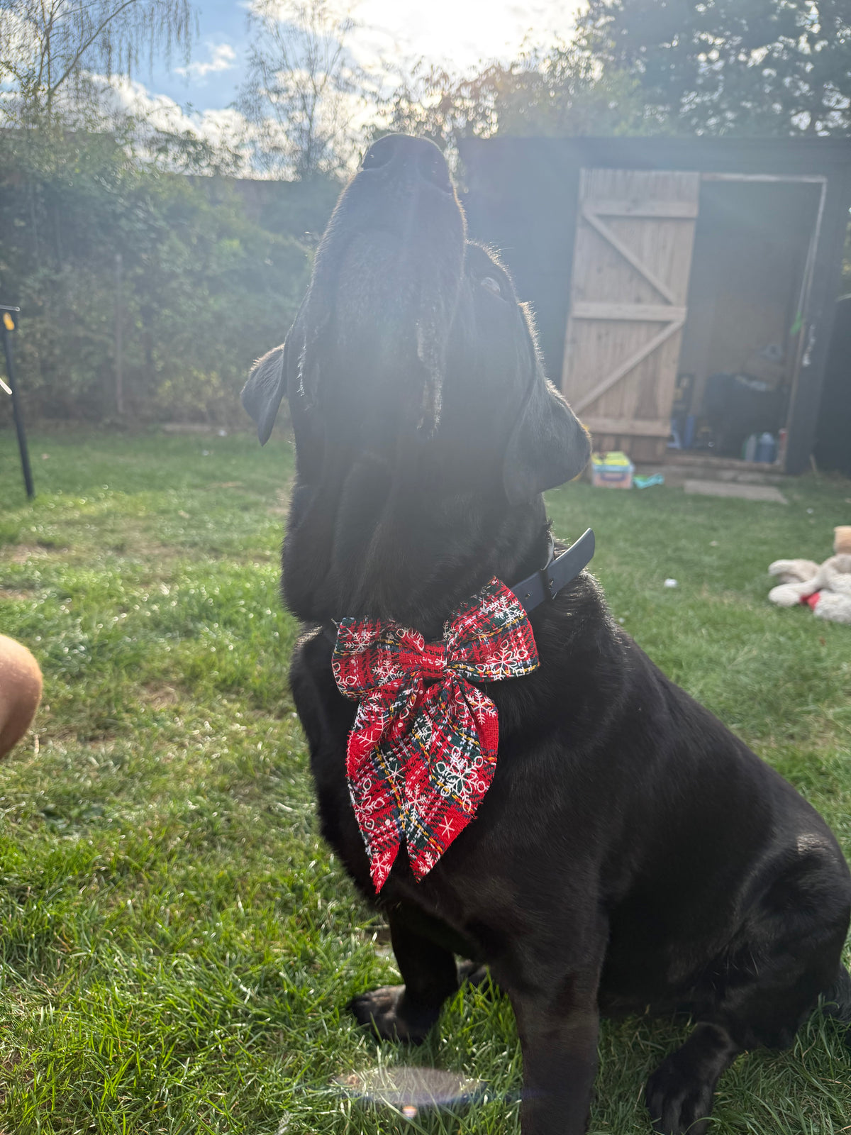 Large Christmas Dog Bow Tie | Festive Collar & Harness Bow | Christmas Dog Accessory | 5 Christmas Designs | Large Dog Bow | Slip On Bow