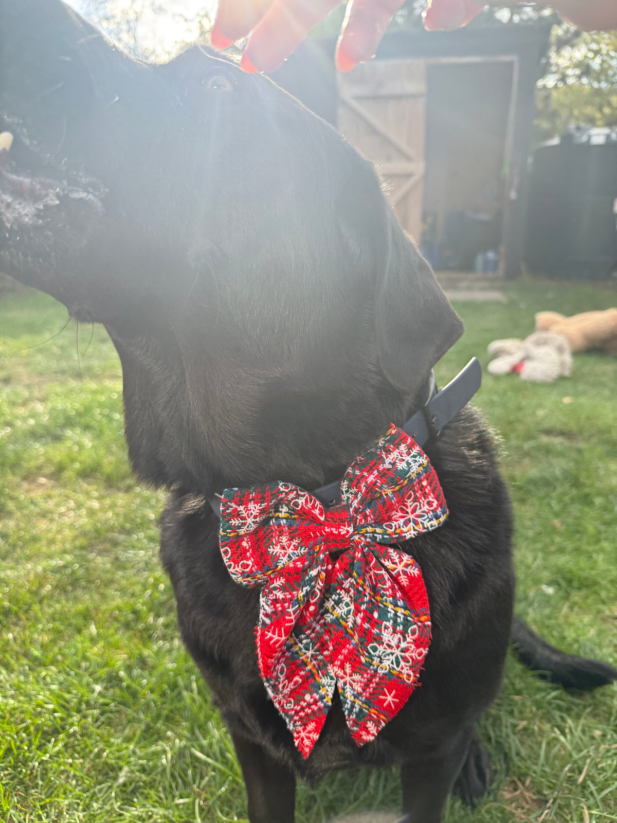 Large Christmas Dog Bow Tie | Festive Collar & Harness Bow | Christmas Dog Accessory | 5 Christmas Designs | Large Dog Bow | Slip On Bow