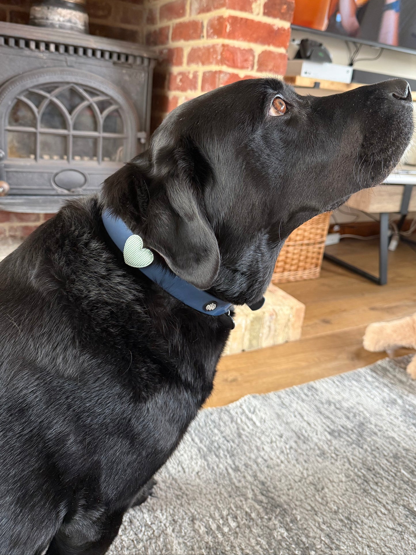 Heart Dog Collar Accessory