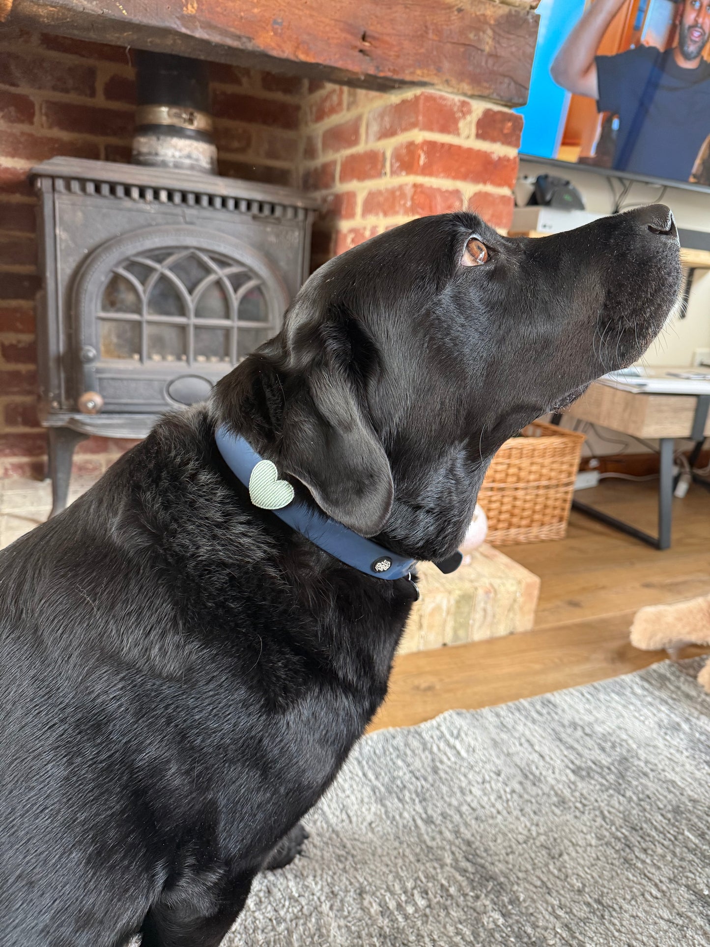 Heart Dog Collar Accessory