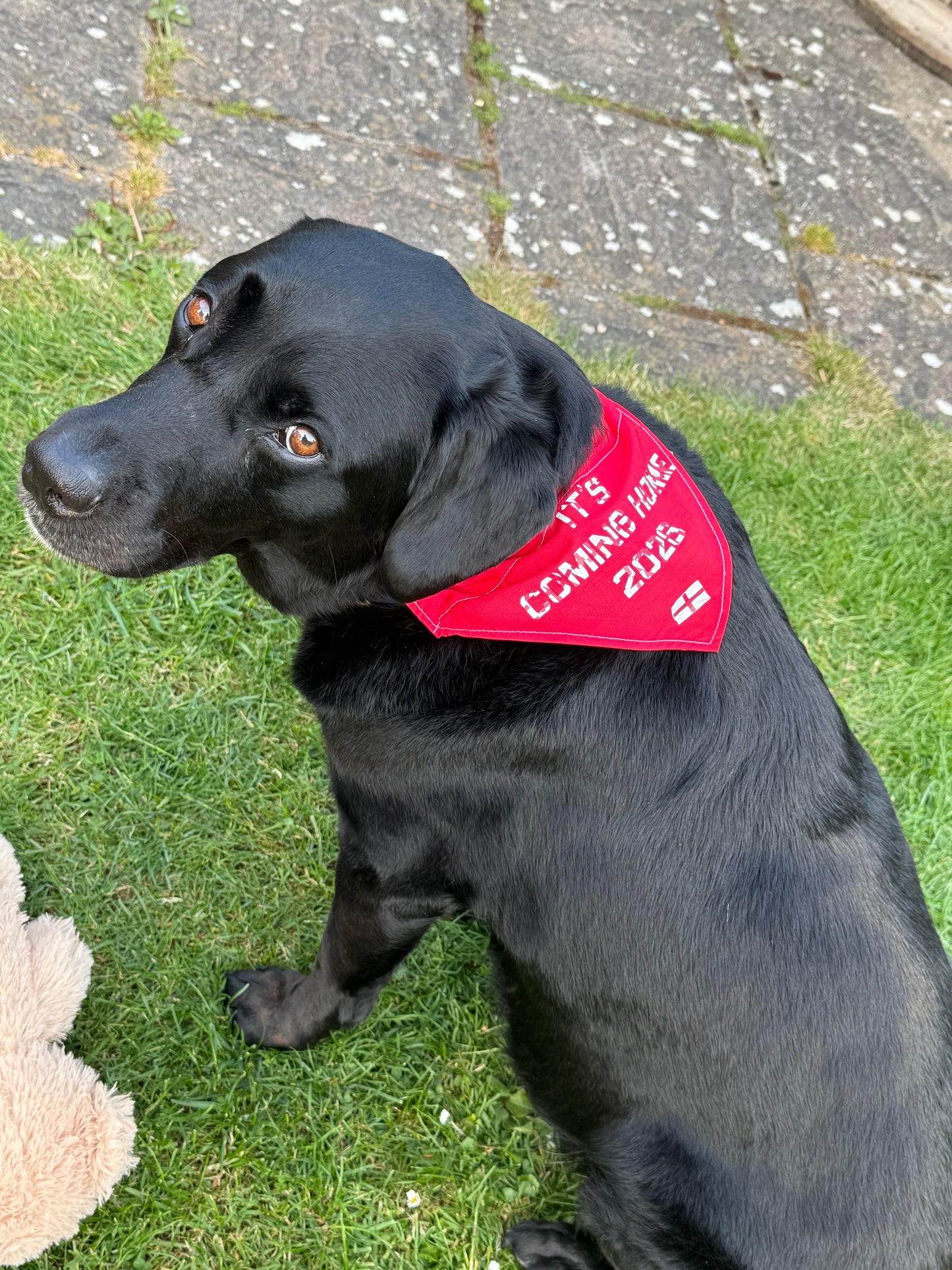 England Dog Bandana | It’s Coming Home 2026 Dog Bandana | Football Dog Accessory | England World Cup Dog Scarf | Euro Football Dog Bandana UK