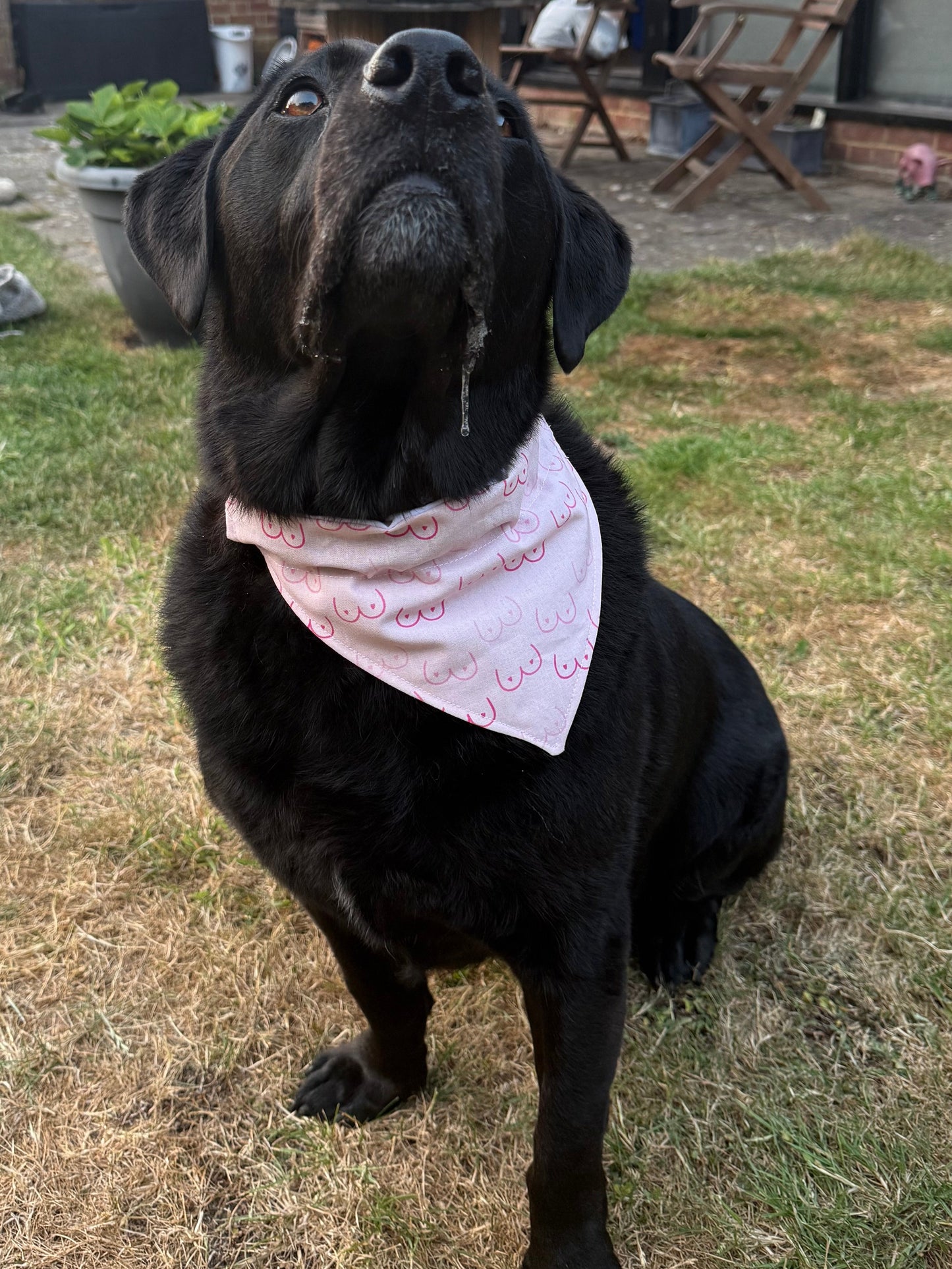 A black dog sitting on a grassy backyard lawn, wearing a light pink bandana with red text. The background shows a house patio with chairs, a sliding glass door, and laundry hanging on a line.
