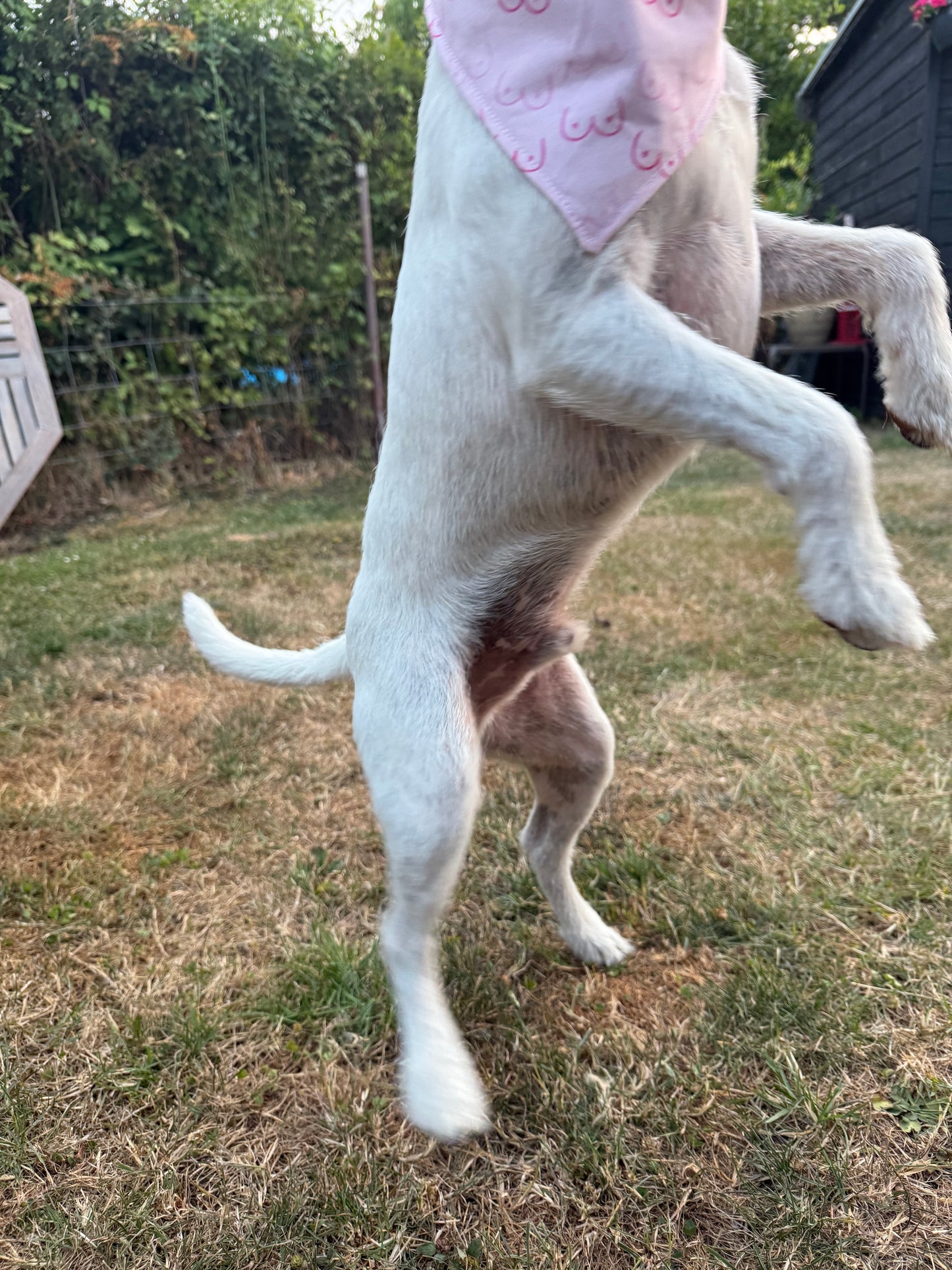 Pink Dog Bandana, Boob Print Dog Bandana, Funny Dog Scarf, Novelty Puppy Bandana, Cute Pet Accessory, Dog Gift, Funny Pet Gift
