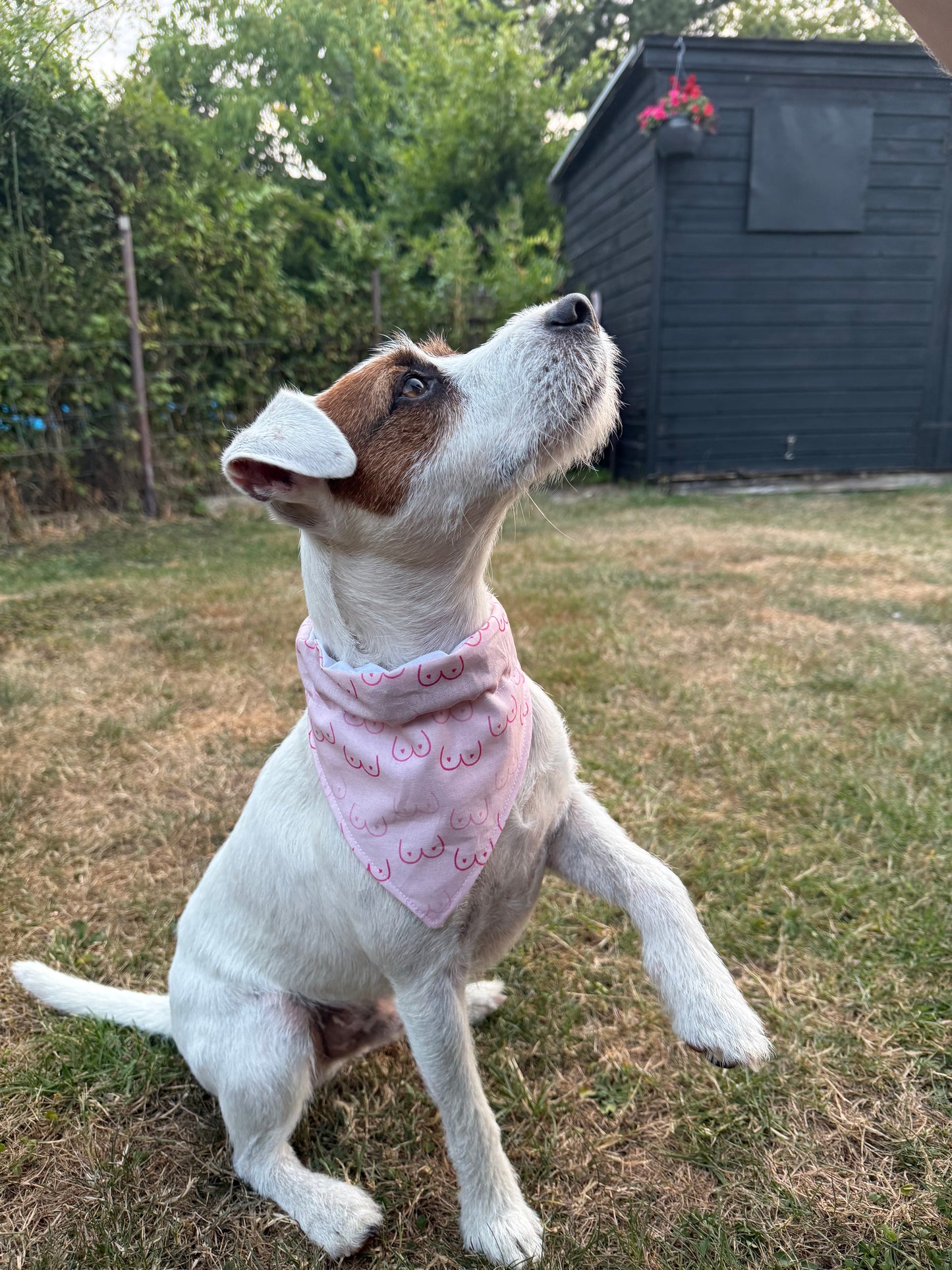 A white and brown Jack Russell Terrier dog sitting on grass in a backyard, wearing a light pink bandana with a darker pink boob pattern
