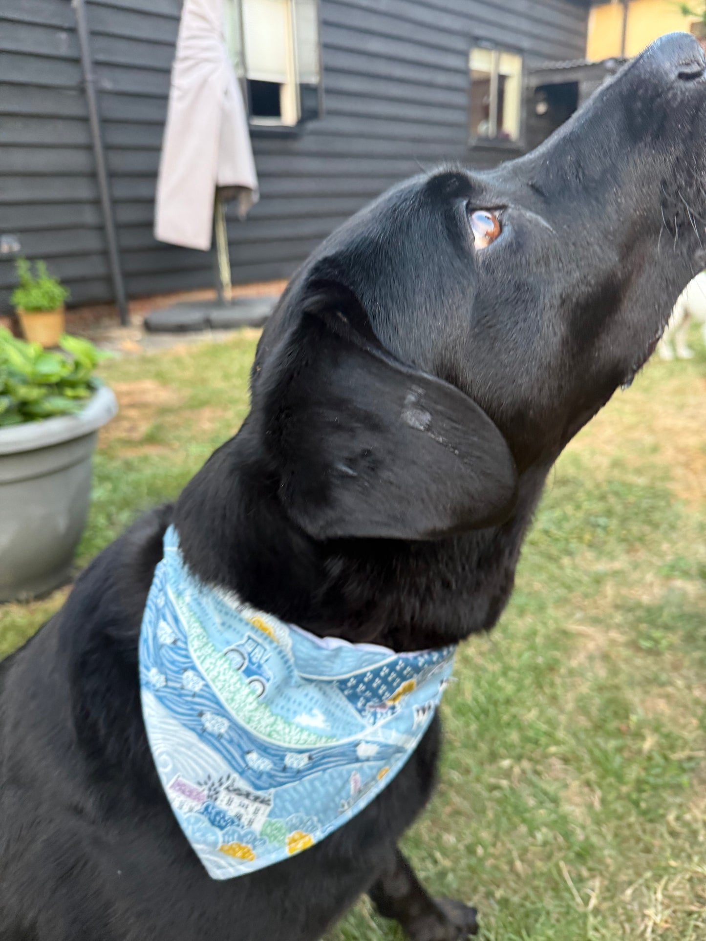 Farm Dog Bandana, 100% Cotton Dog Bandana, Farmhouse Pet Scarf, Country Dog Bandana, Rural Puppy Accessory, Cute Dog Gift, Farm Dog Gift